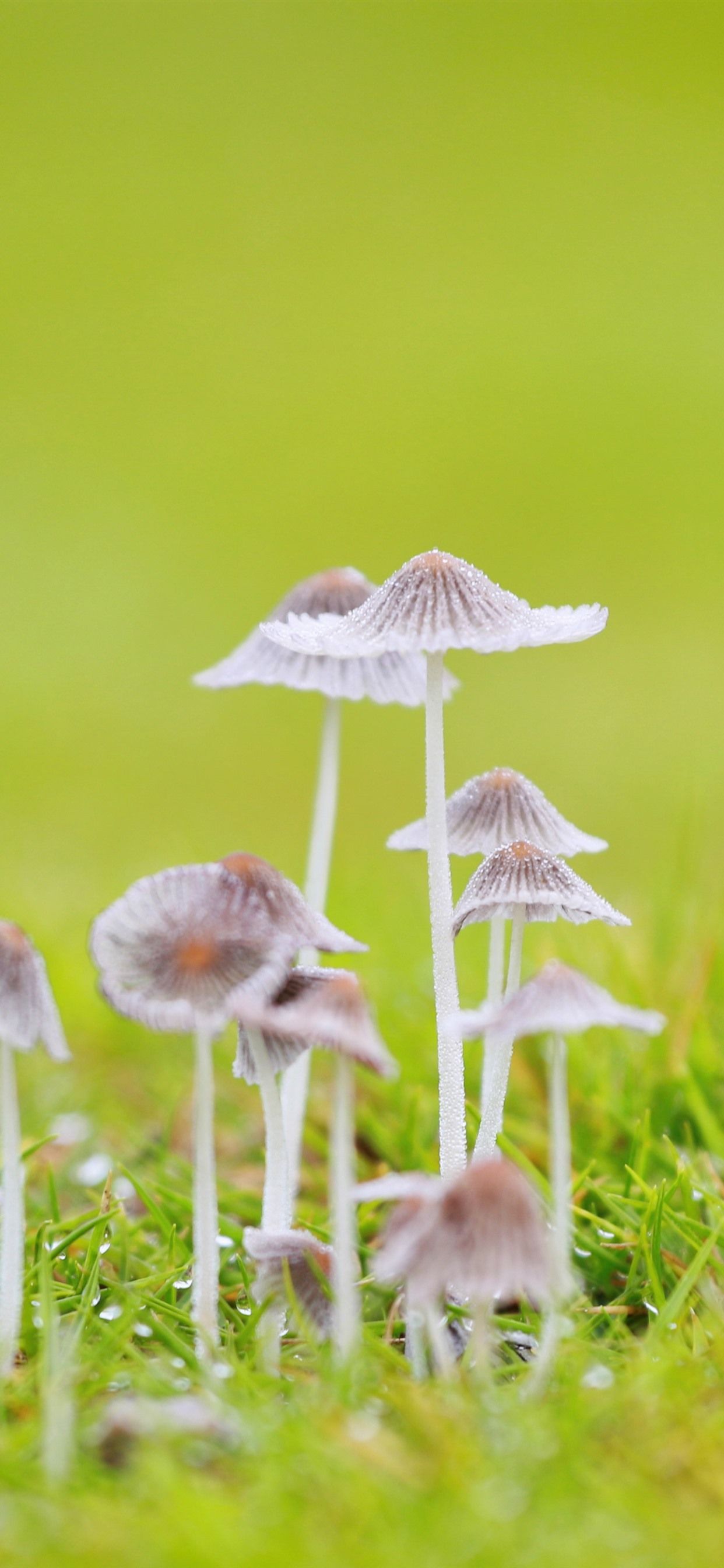 Fondo de pantalla de  1242x2688