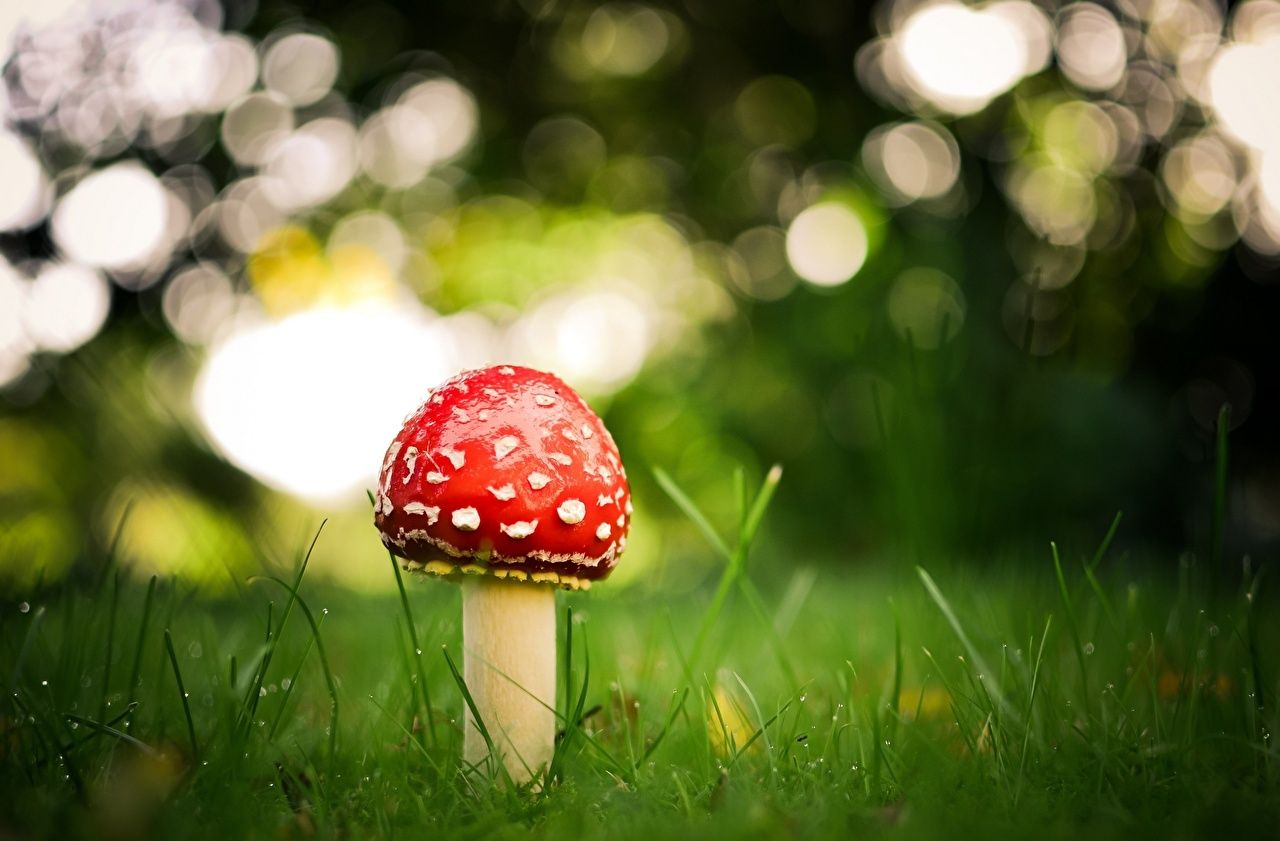 Fondo de pantalla de  1280x841