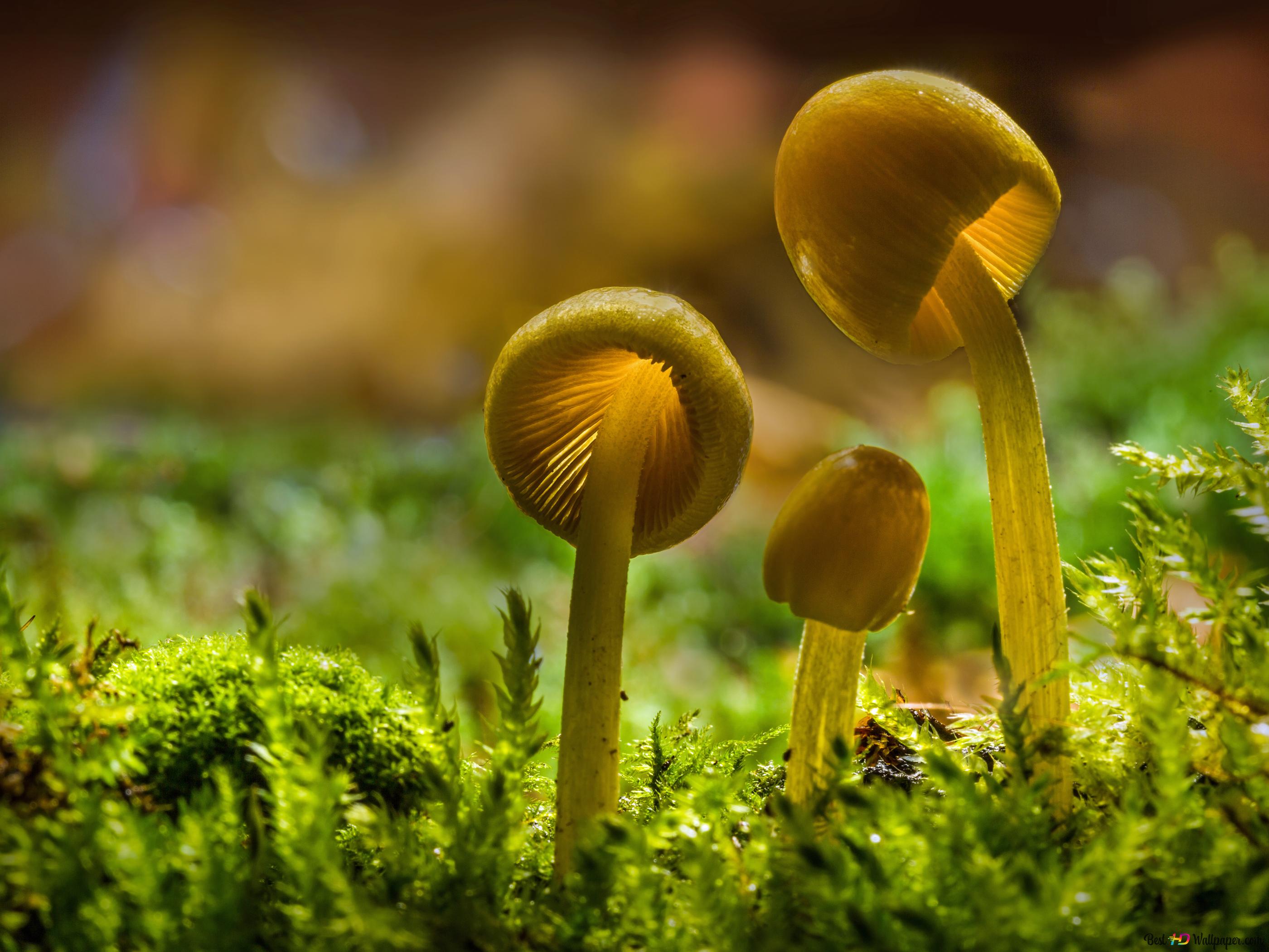 Fondo de pantalla de  2800x2100