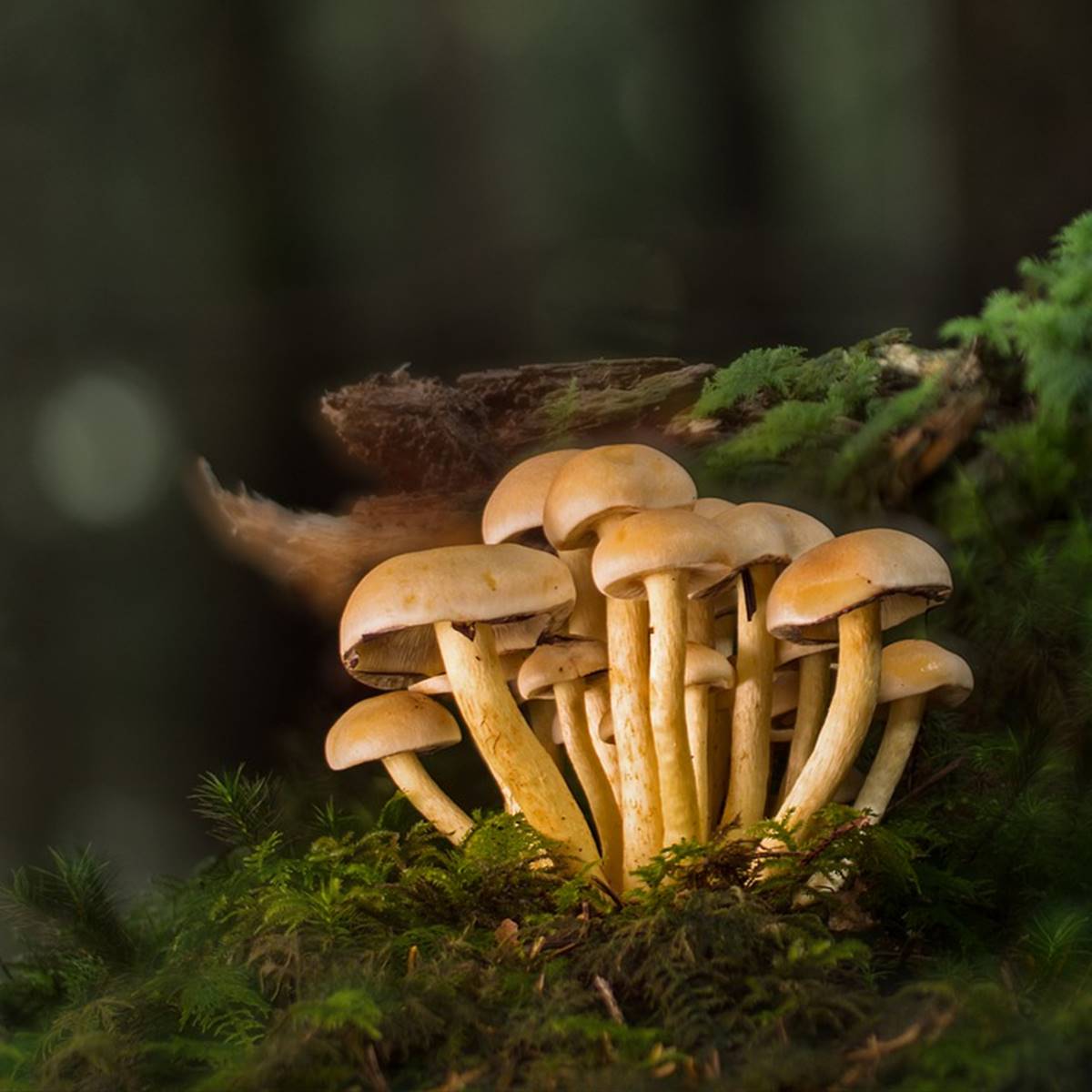 Fondo de pantalla de  1200x1200