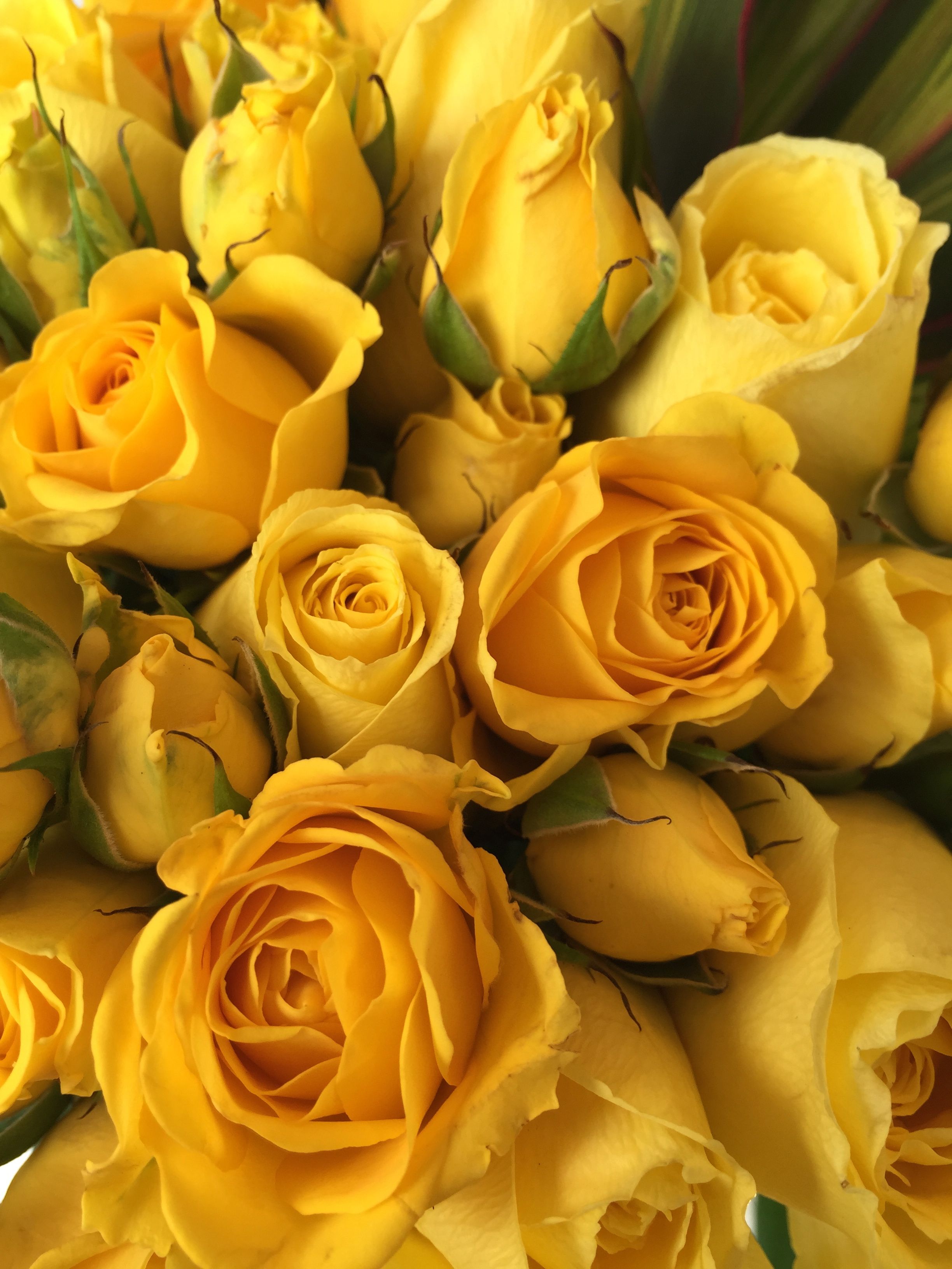 Fondo de pantalla de  2448x3264