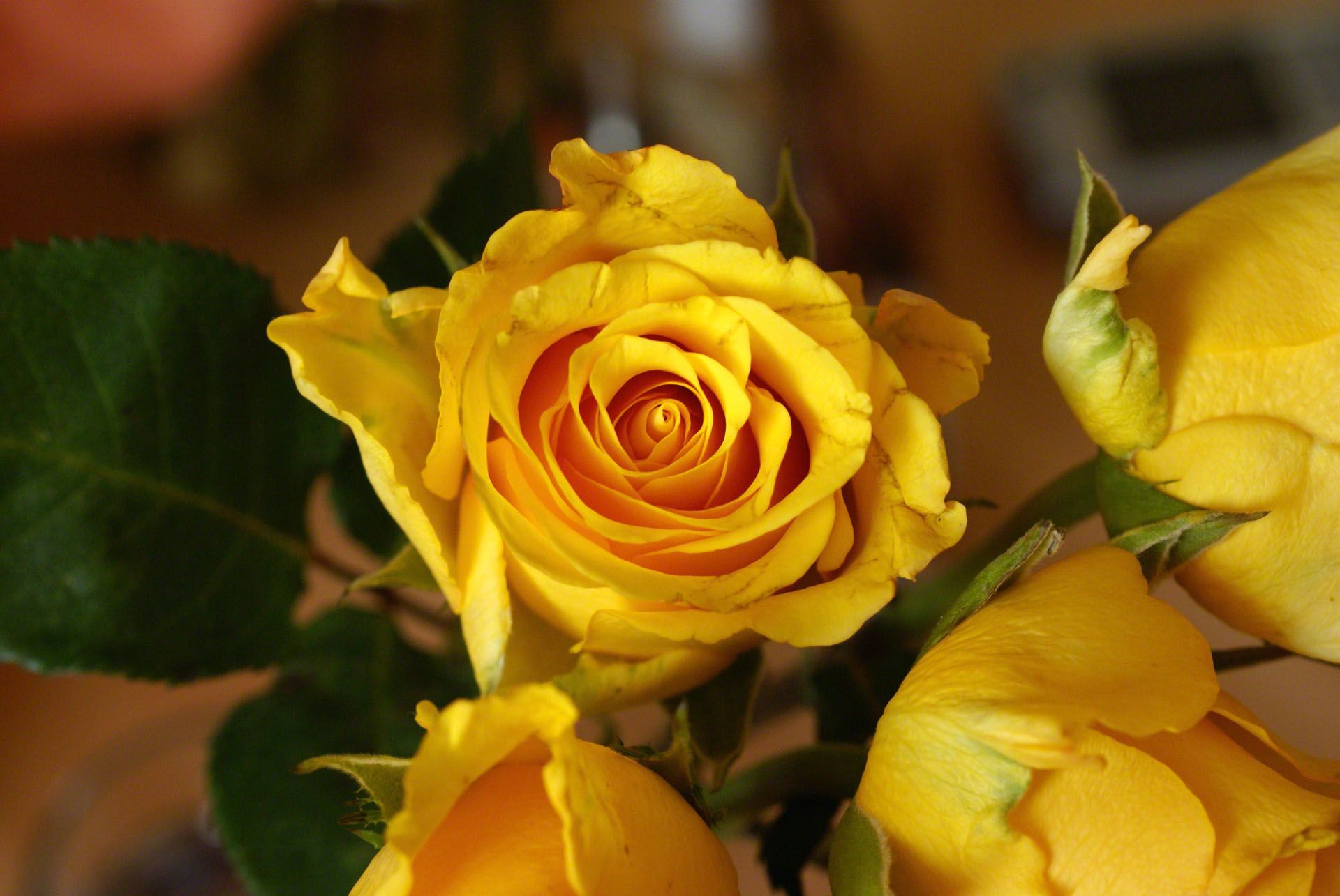 Fondo de pantalla de  1920x1285