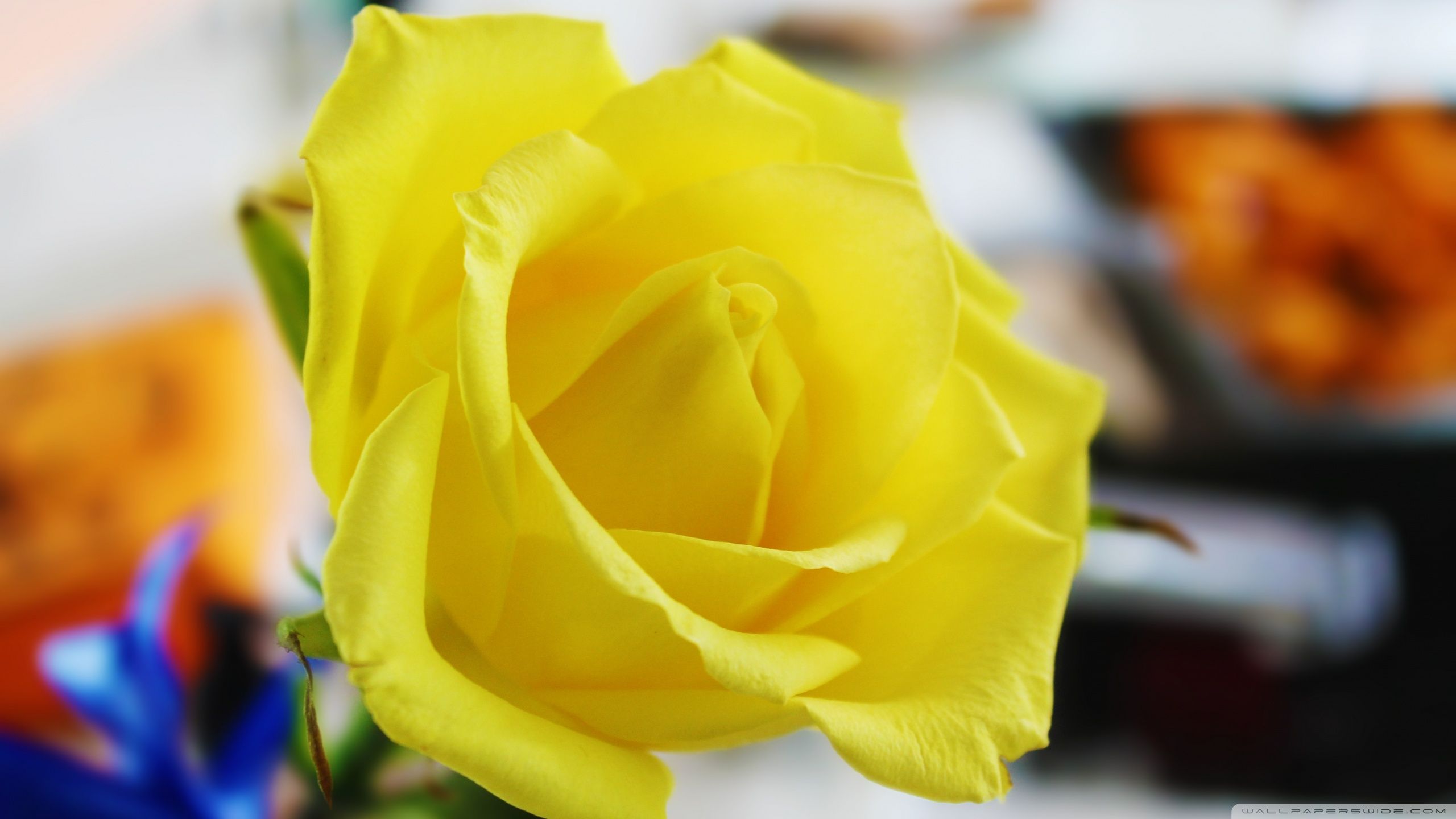 Fondo de pantalla de  2560x1440