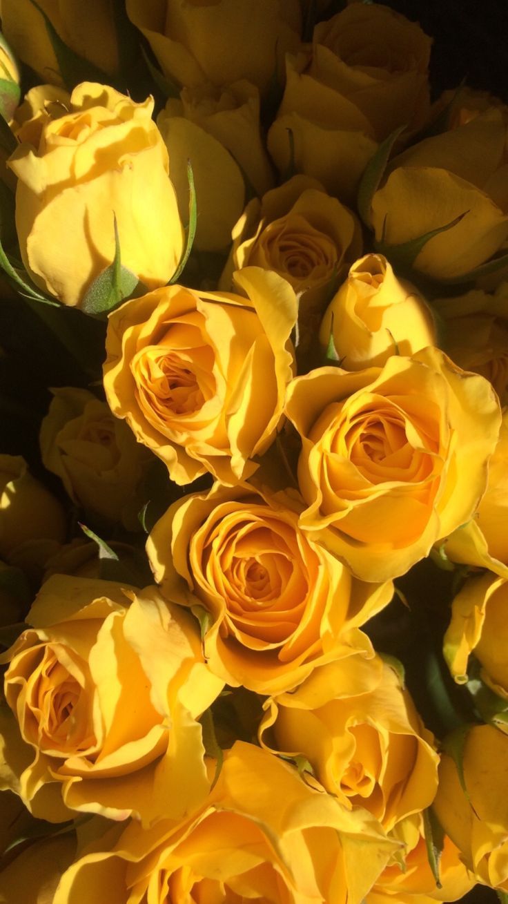 Fondo de pantalla de  736x1309