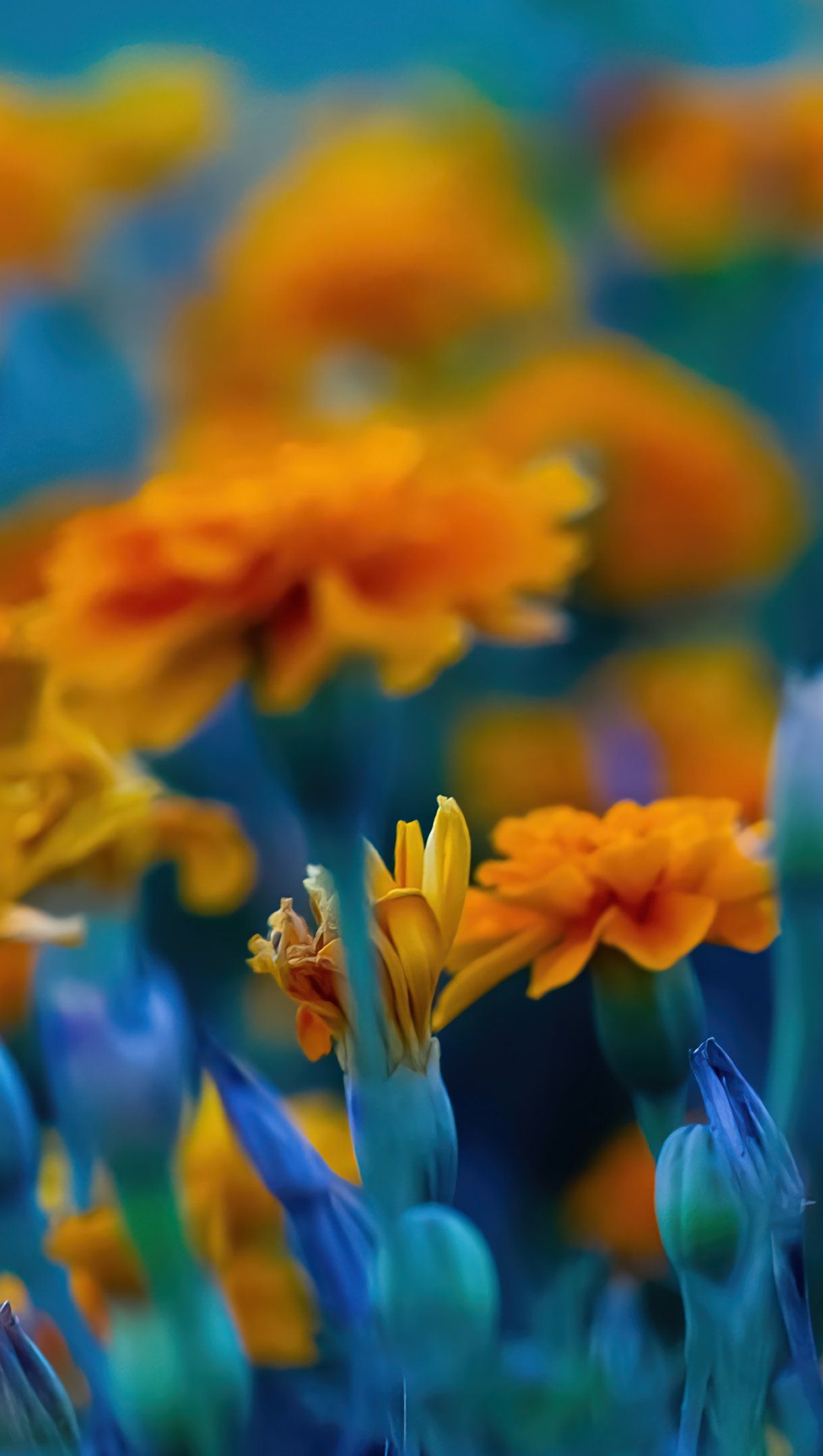 Fondo de pantalla de  1220x2160