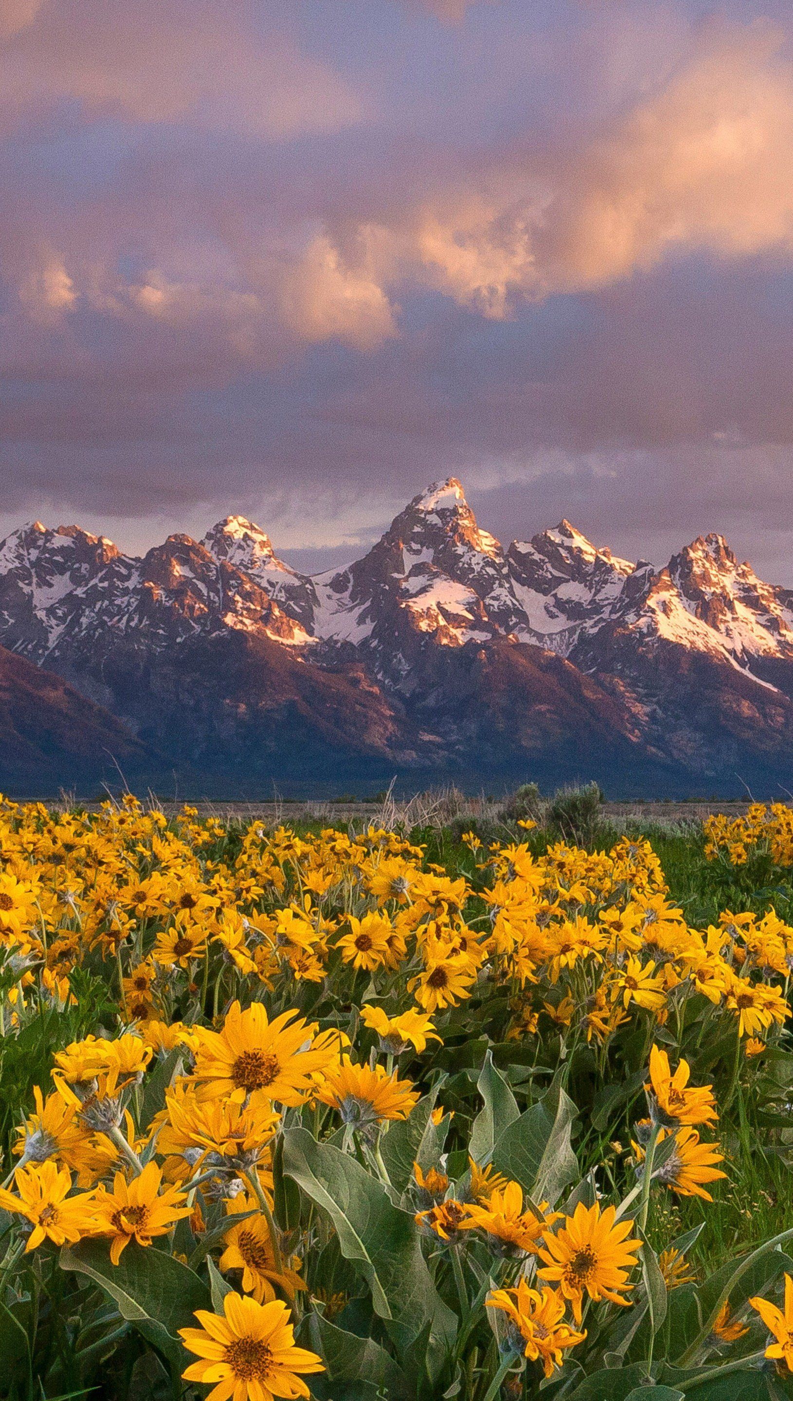 Fondo de pantalla de  1630x2880