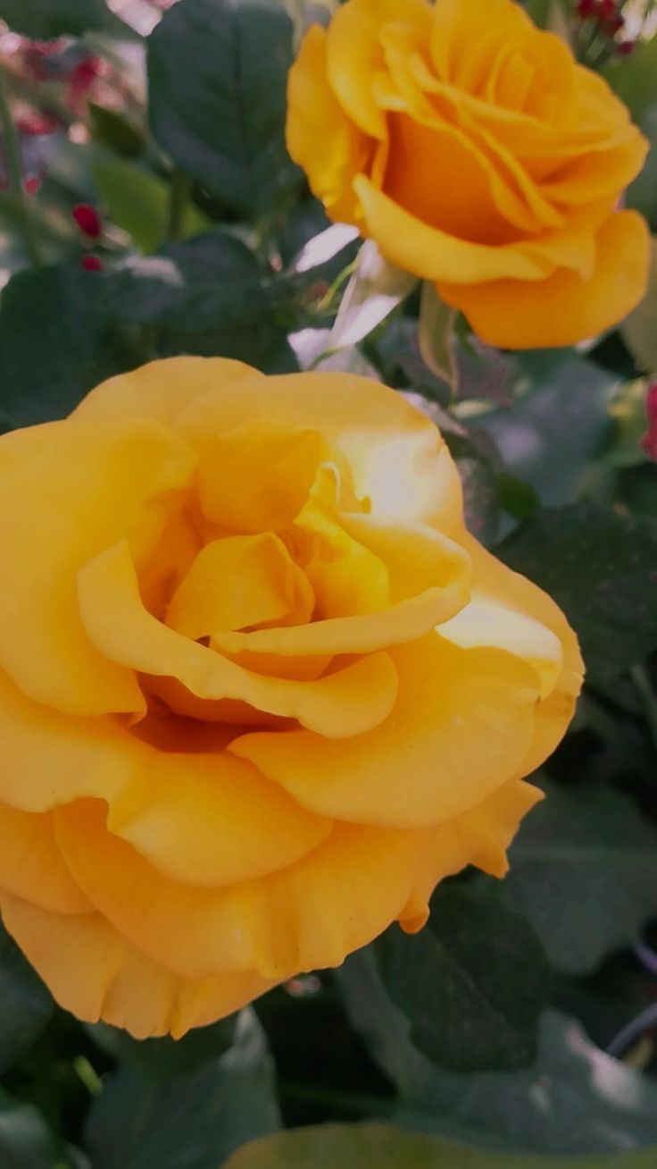 Fondo de pantalla de  736x1308