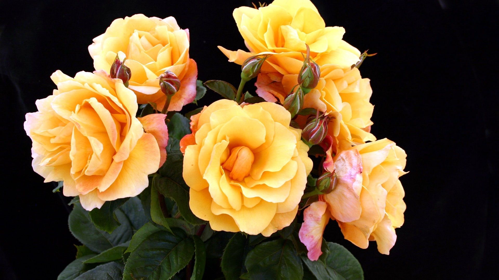 Fondo de pantalla de  1920x1080