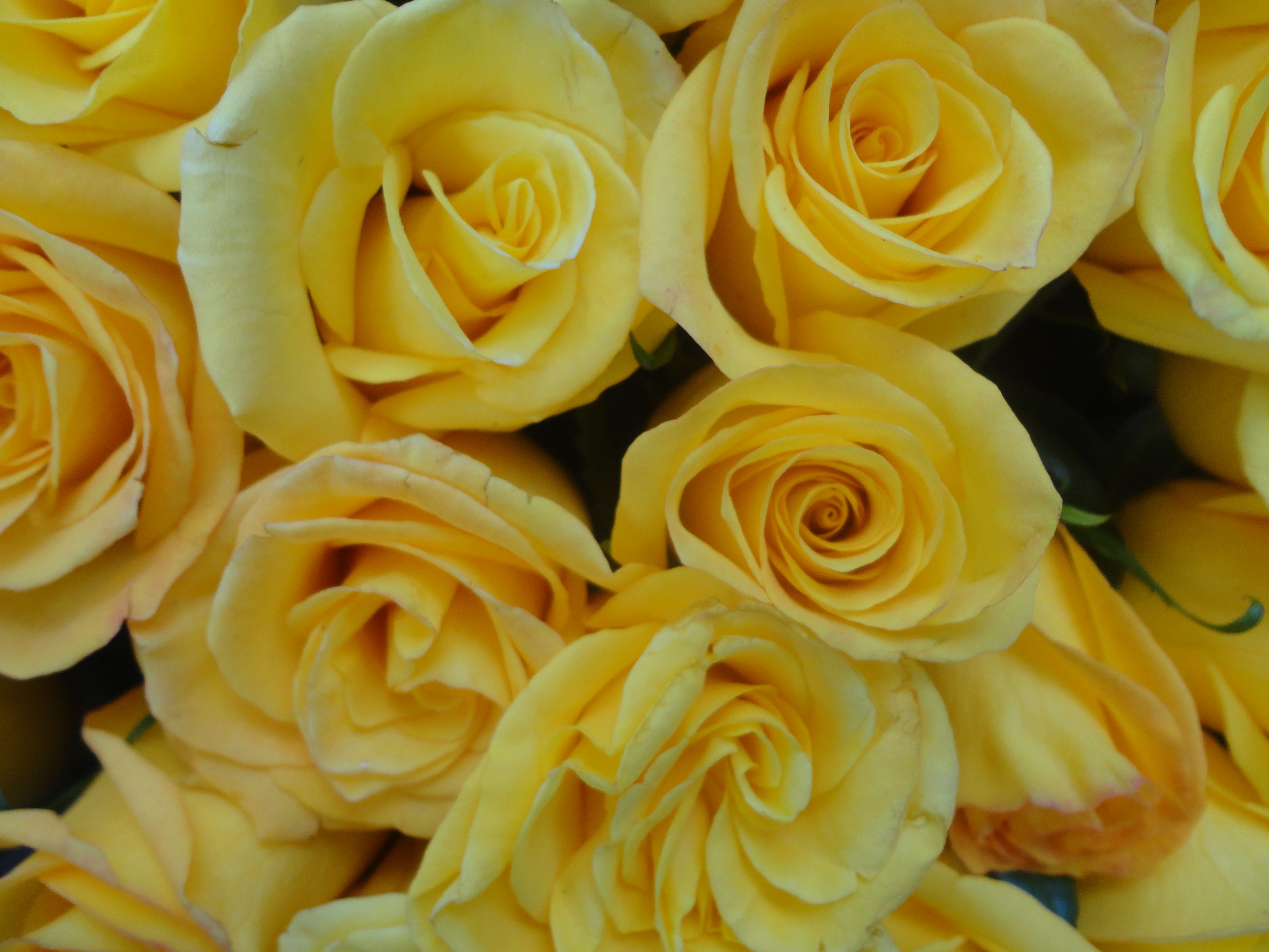 Fondo de pantalla de  4608x3456