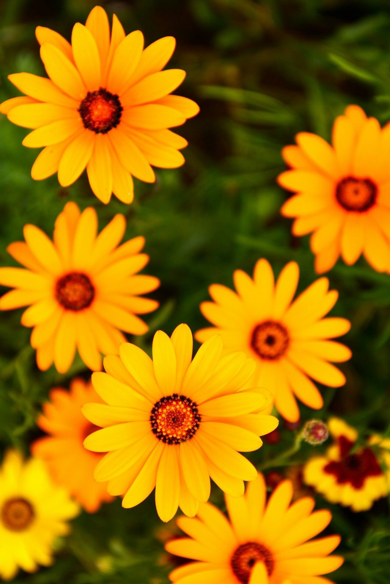 Fondo de pantalla de  1280x1919