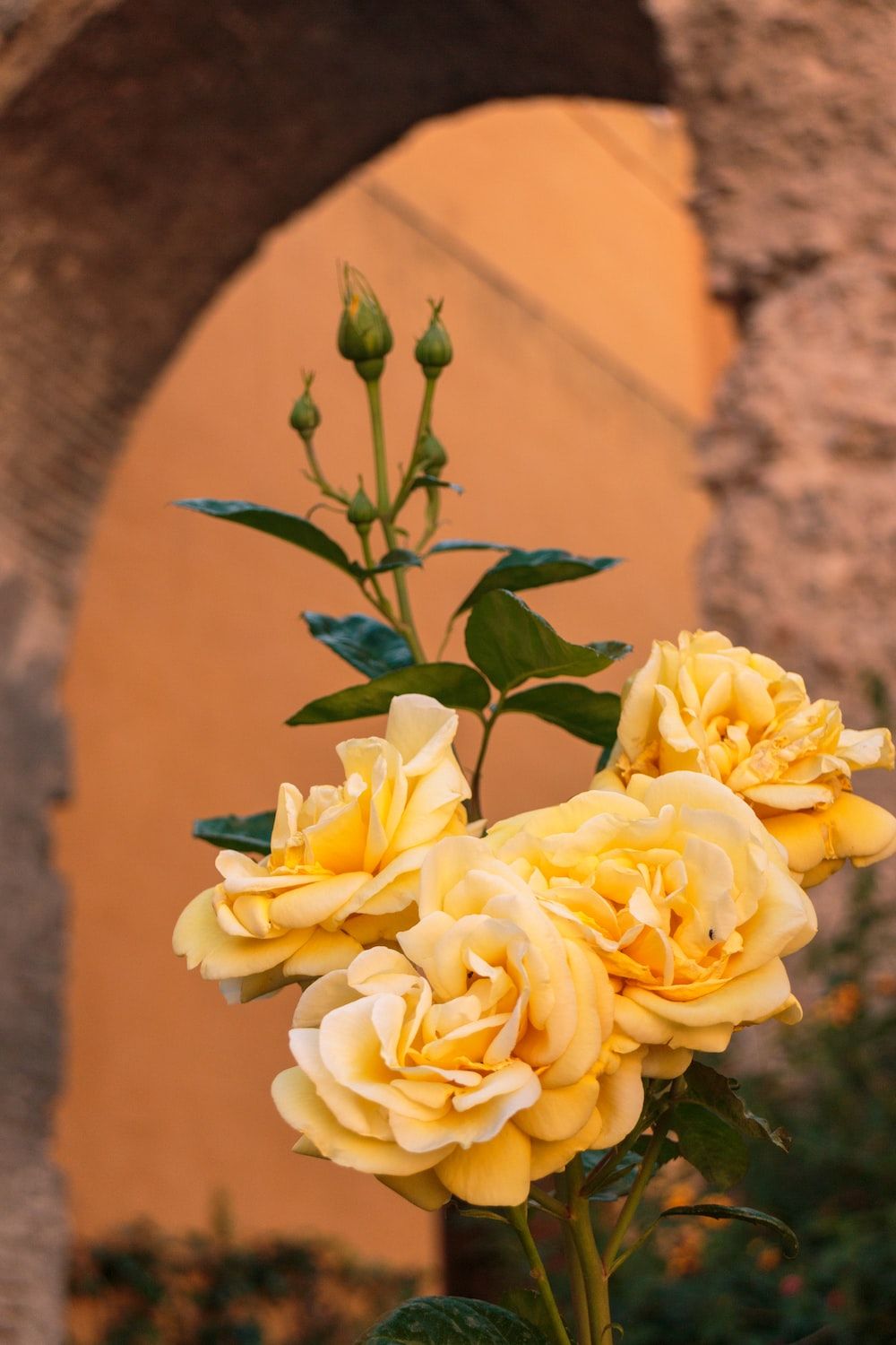 Fondo de pantalla de  1000x1500