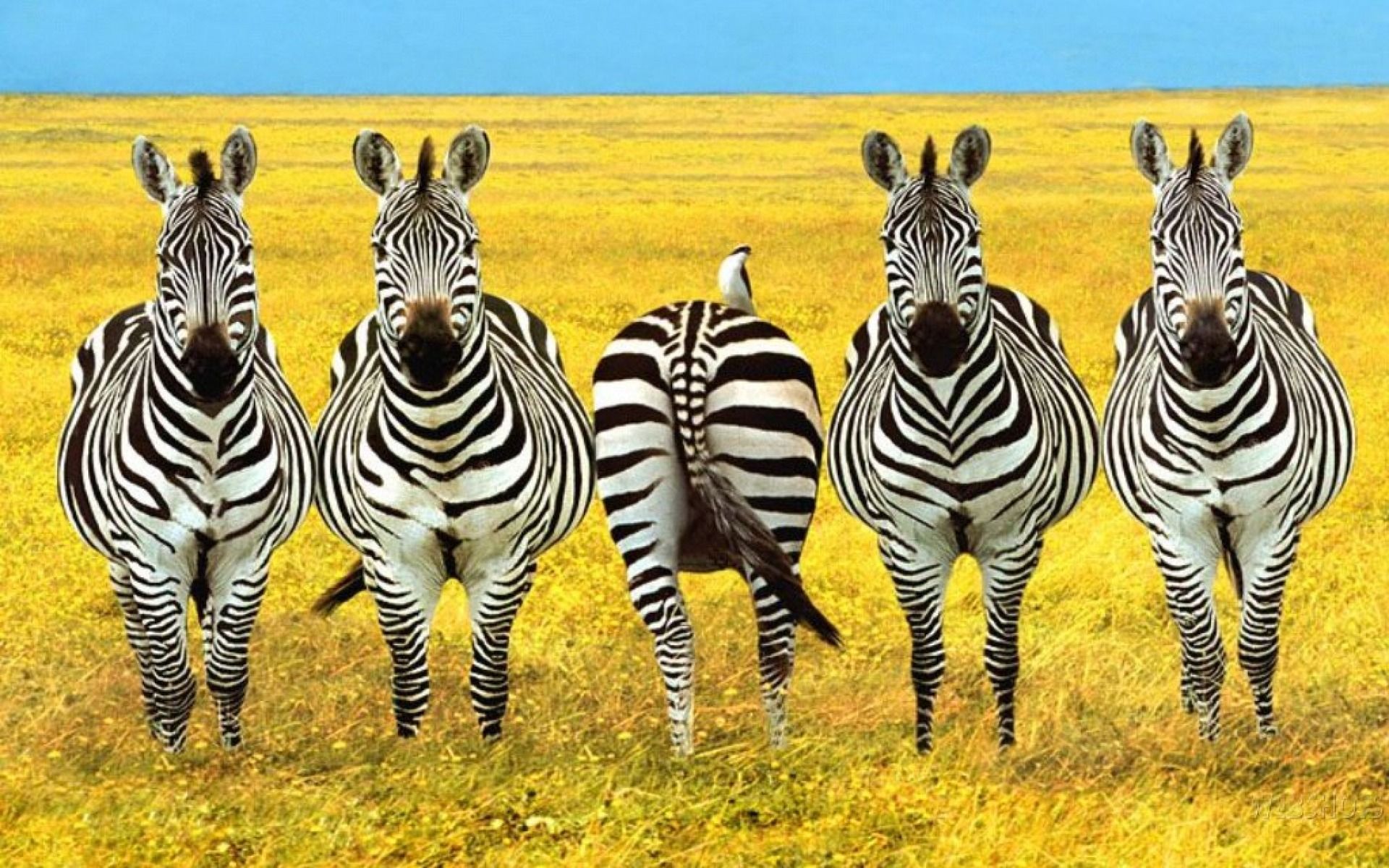 Fondo de pantalla de  1920x1200