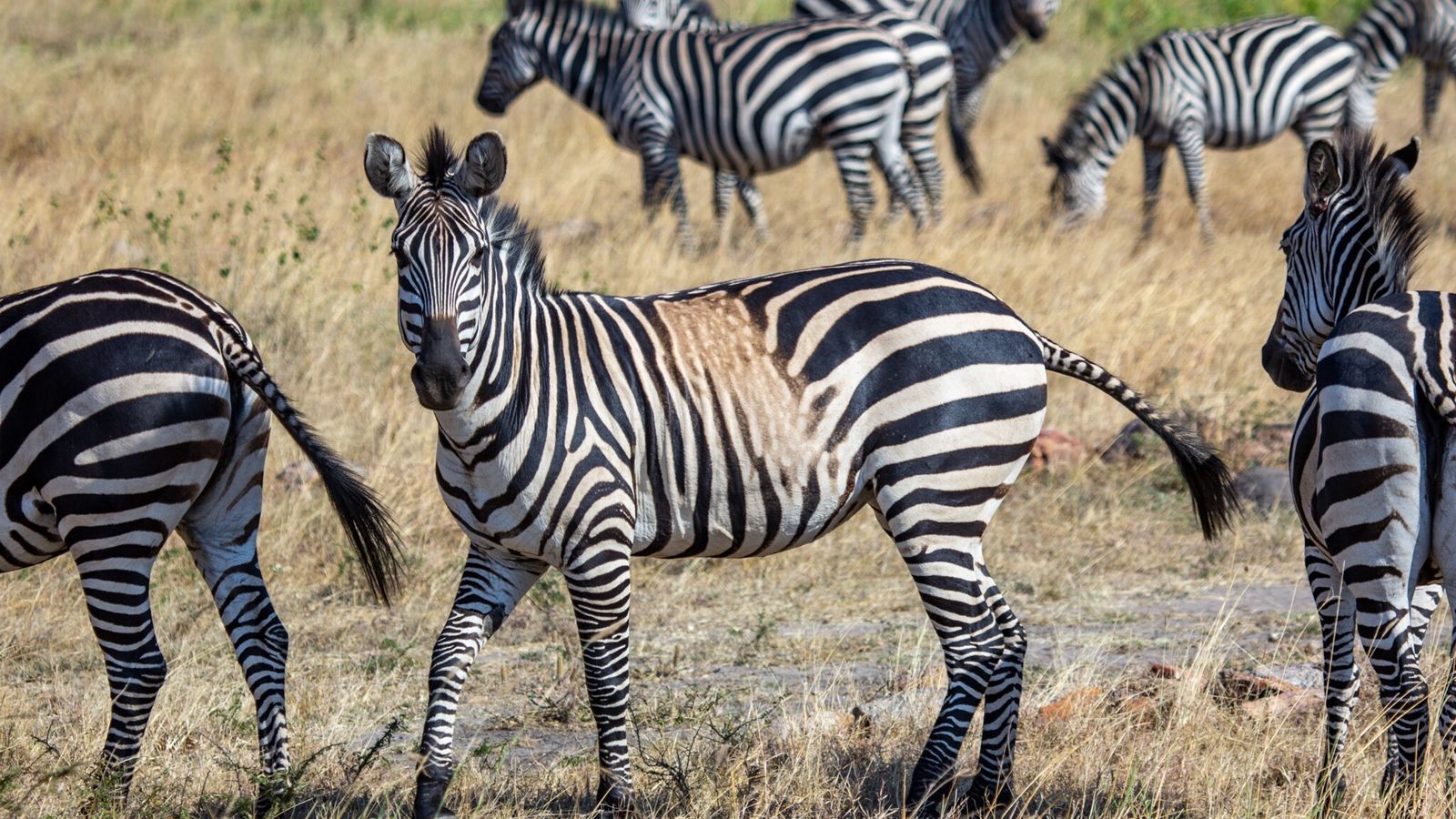 Fondo de pantalla de  1600x900