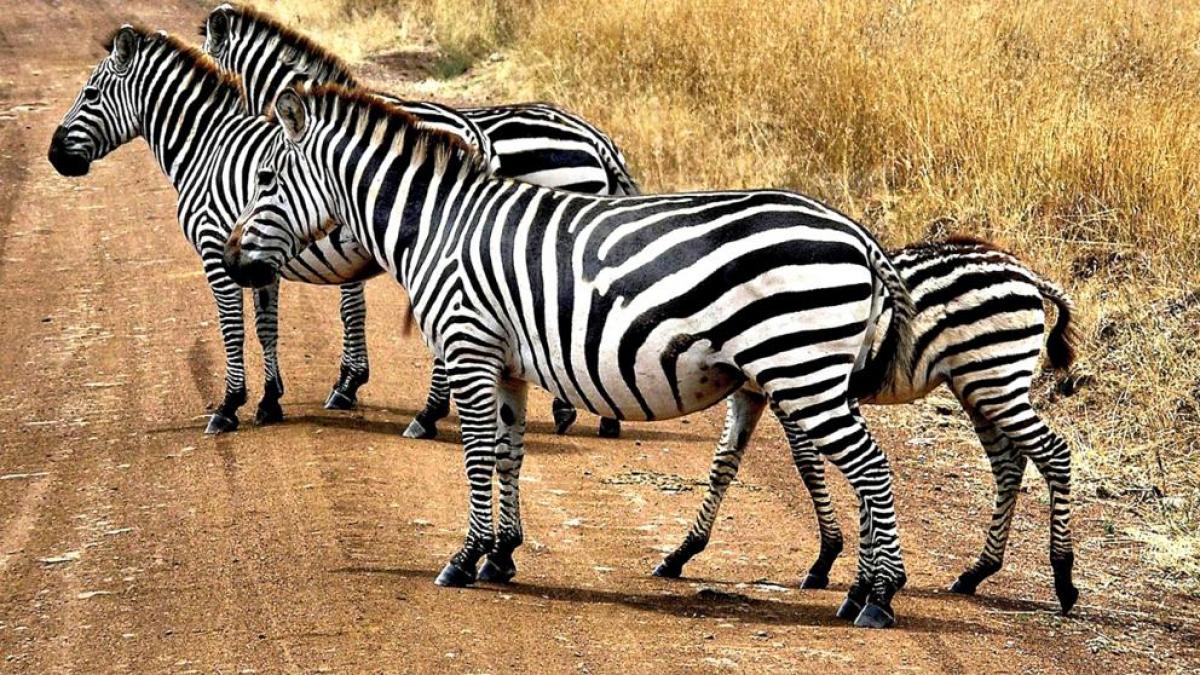 Fondo de pantalla de  1200x675