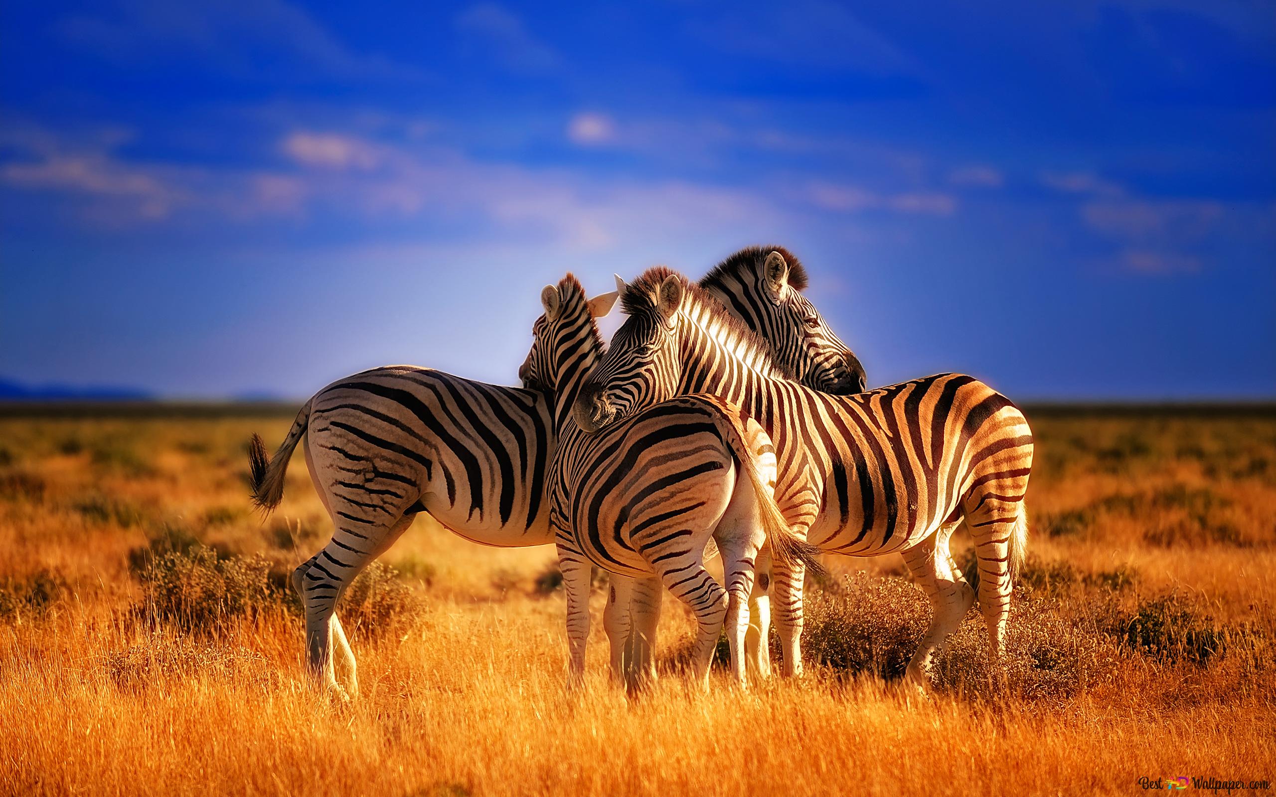 Fondo de pantalla de  2560x1600