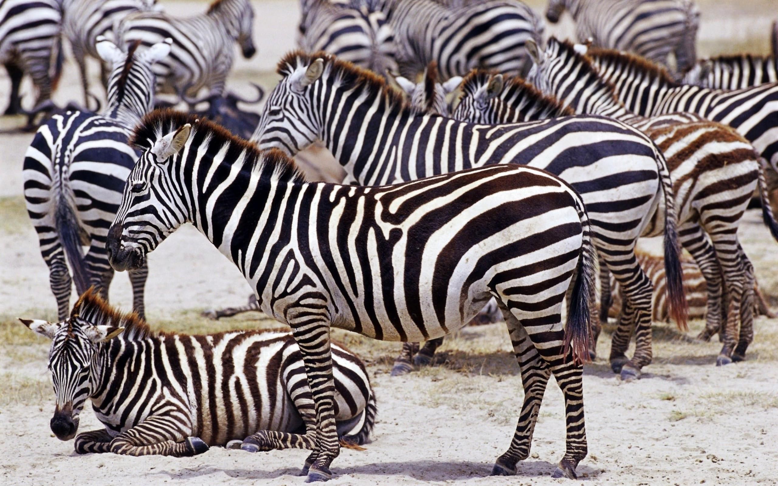 Fondo de pantalla de  2560x1600