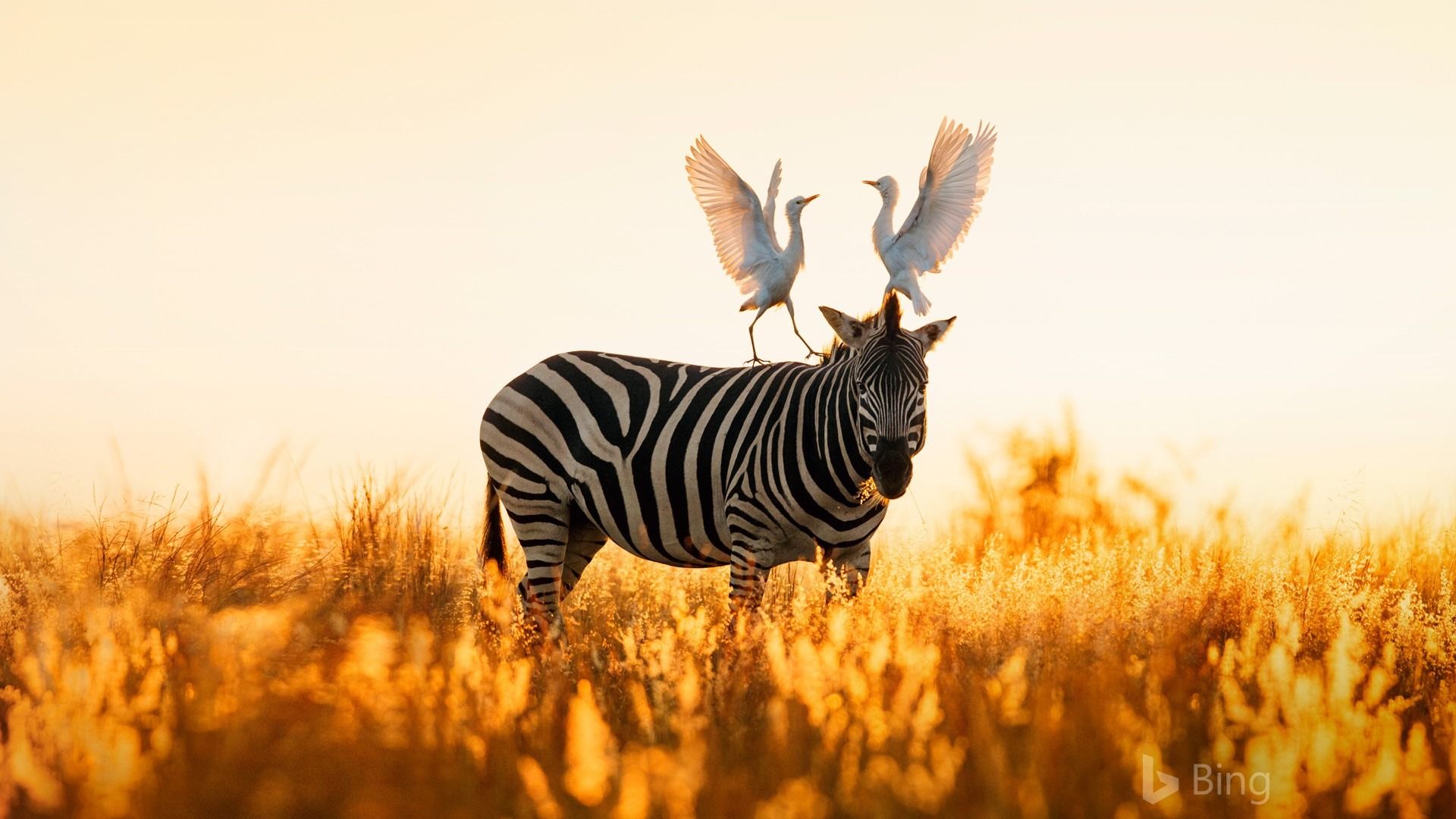 Fondo de pantalla de  1920x1080