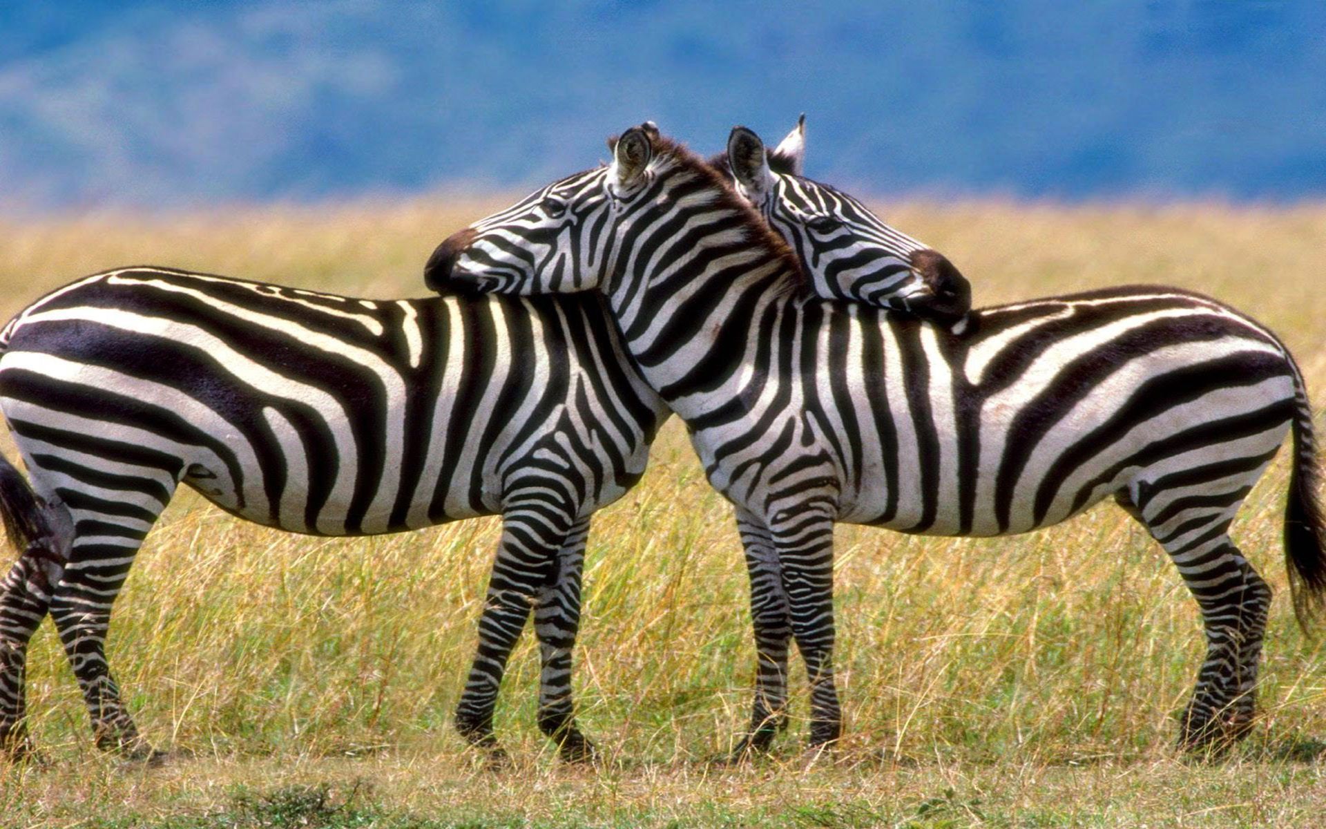 Fondo de pantalla de  1920x1200