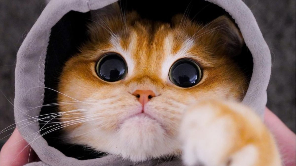 Fondo de pantalla de  1200x675