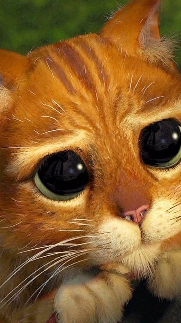 Fondo de pantalla de  720x1280