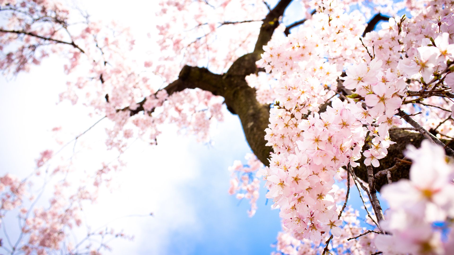 Fondos de Japón | Mejores fondos de pantalla