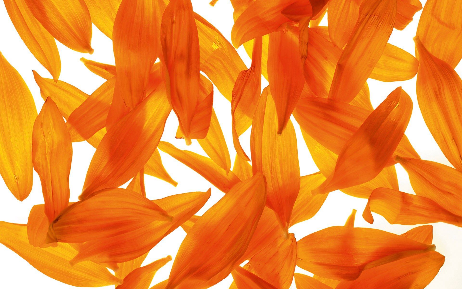 Fondo de pantalla  anaranjado 1920x1200