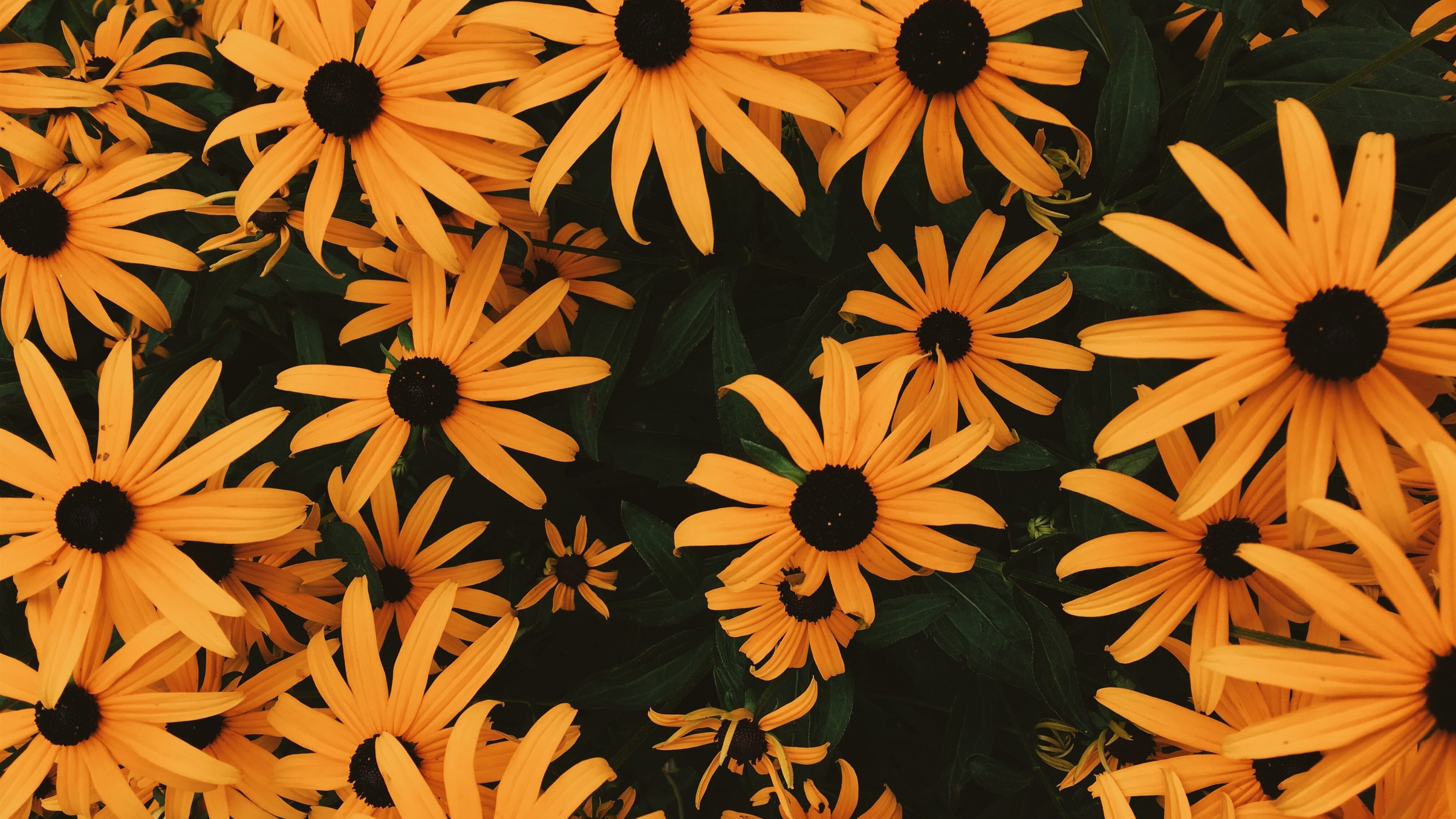 Fondo de pantalla  anaranjado 3840x2160