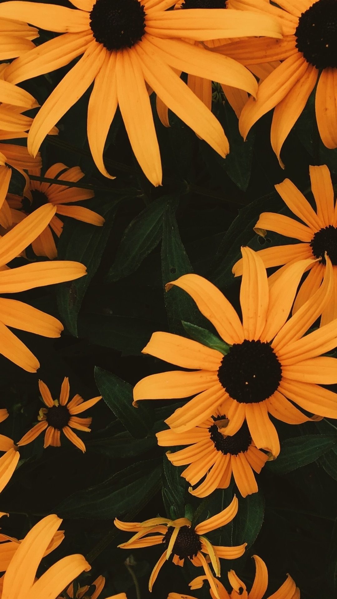 Fondo de pantalla  anaranjado 1080x1920