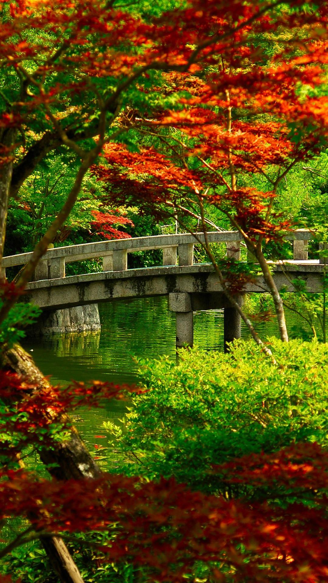 Fondo de pantalla  anaranjado 1080x1920