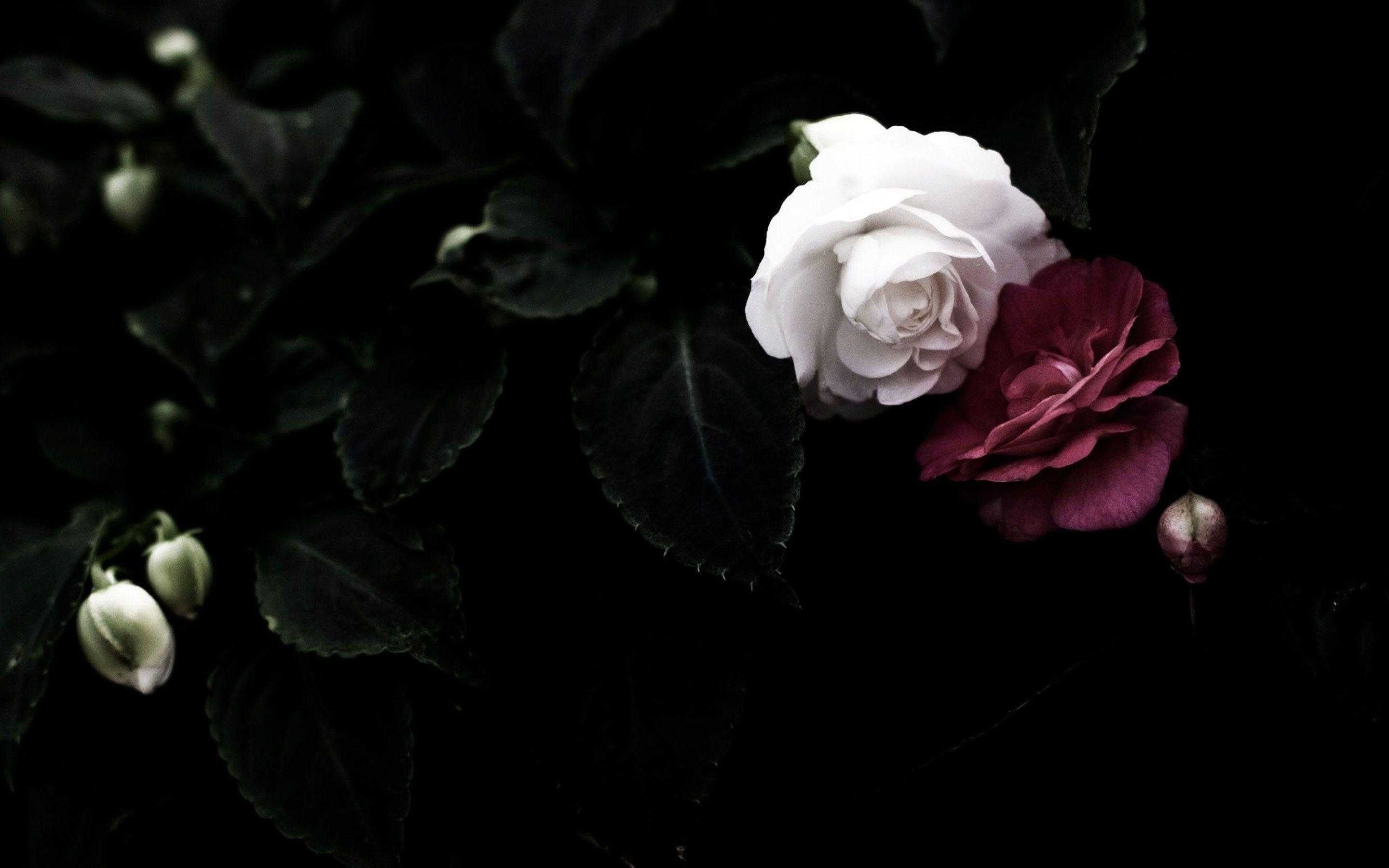 62+ Fondos de Black Roses