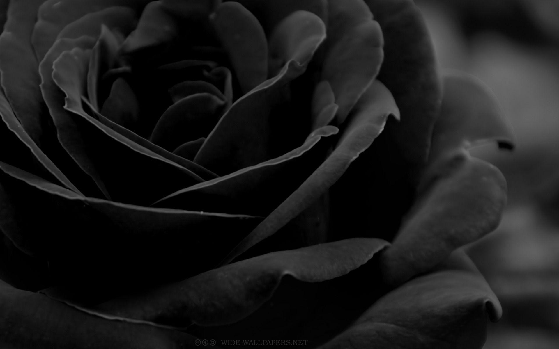 Black Rose Wallpapers - Wallpaper Cueva