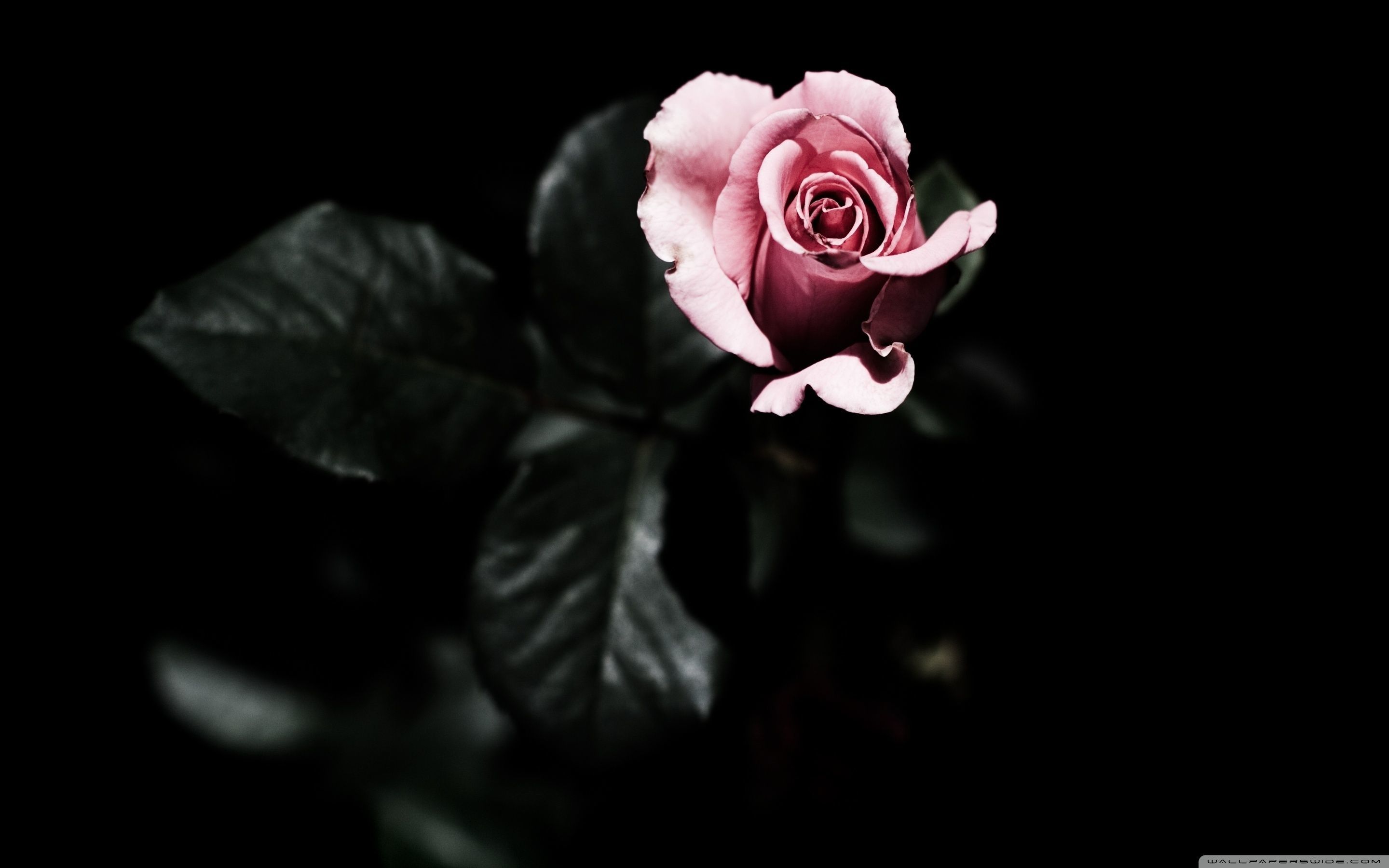 62+ Fondos de Black Roses