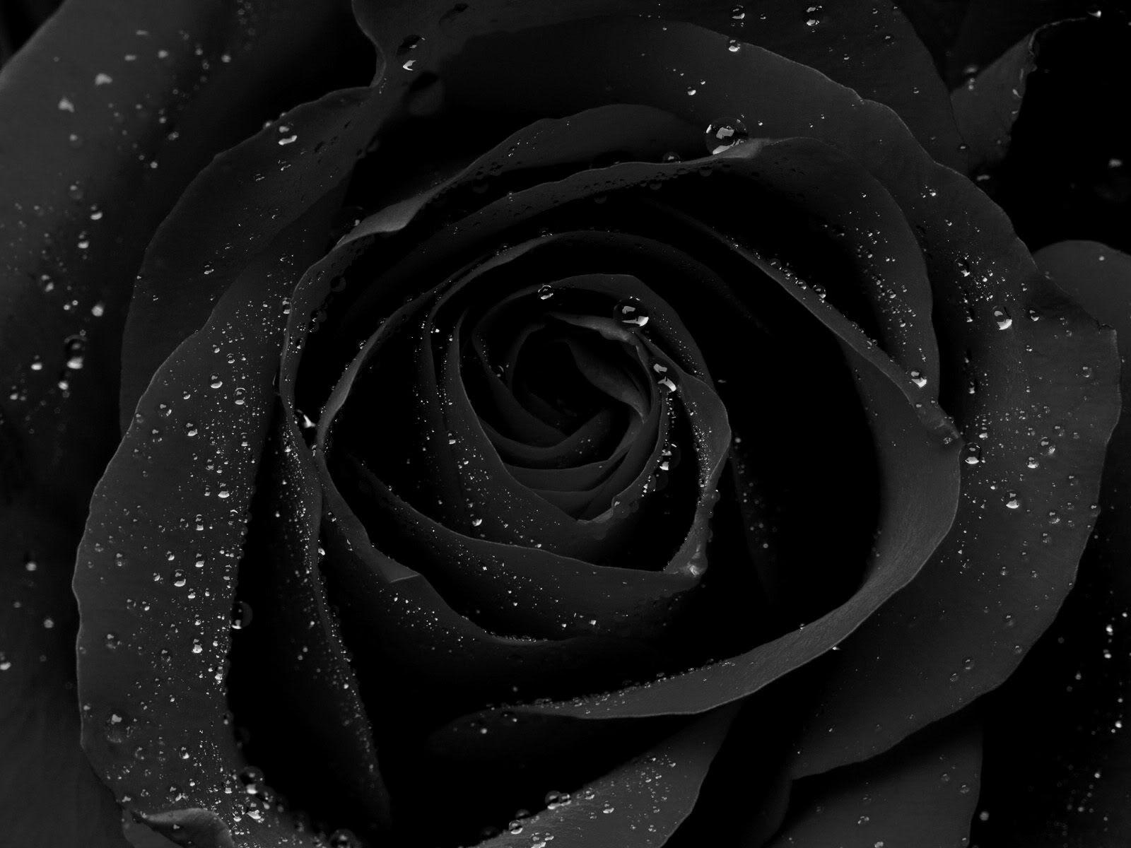 Black Rose Wallpapers - Wallpaper Cueva