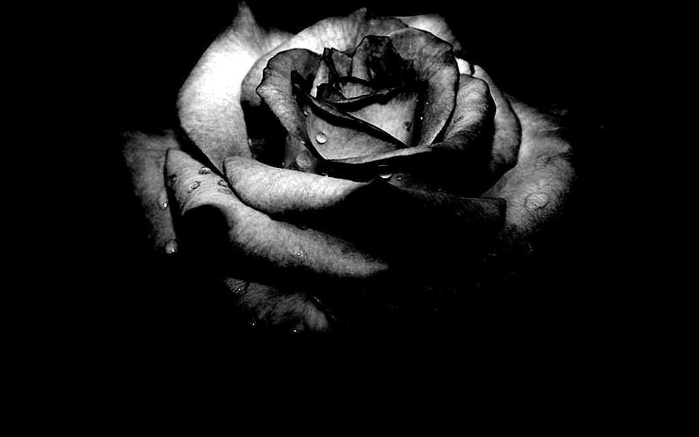 Black Rose Wallpapers - Los mejores fondos de Black Rose
