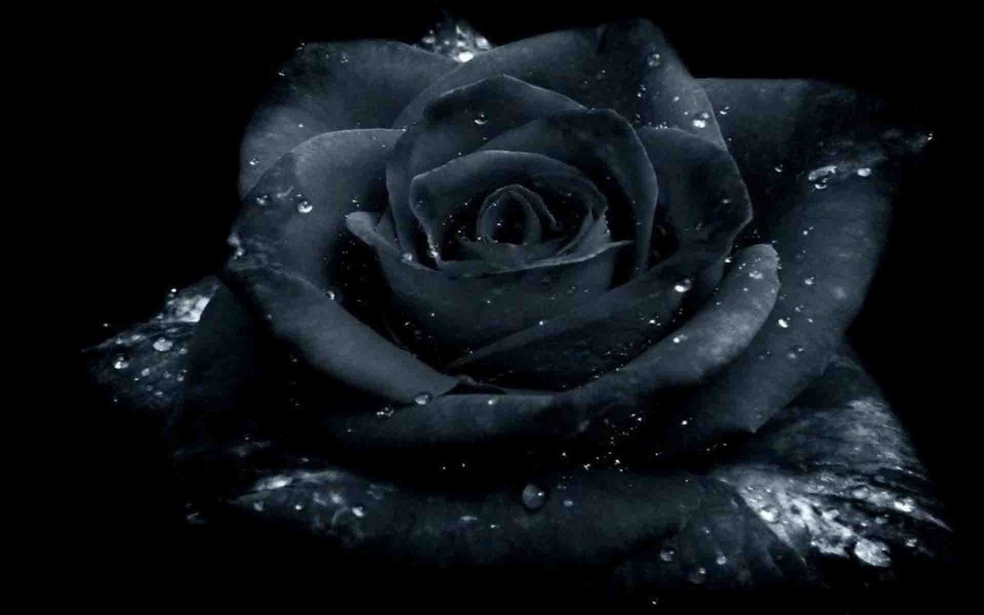 62+ Fondos de Black Roses