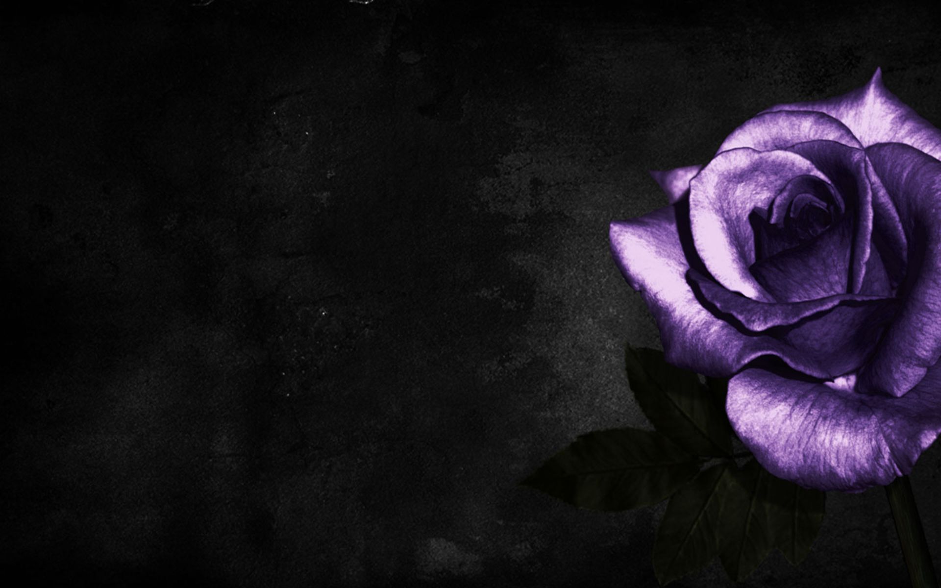 Más de 70 fondos de pantalla de rosa púrpura y negra - Descarga