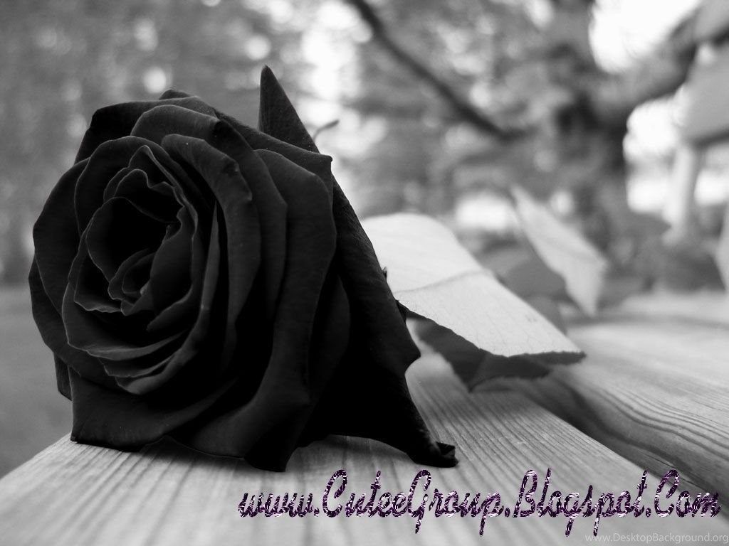Fondos de pantalla Black Rose Fondos de pantalla Cave Desktop Background