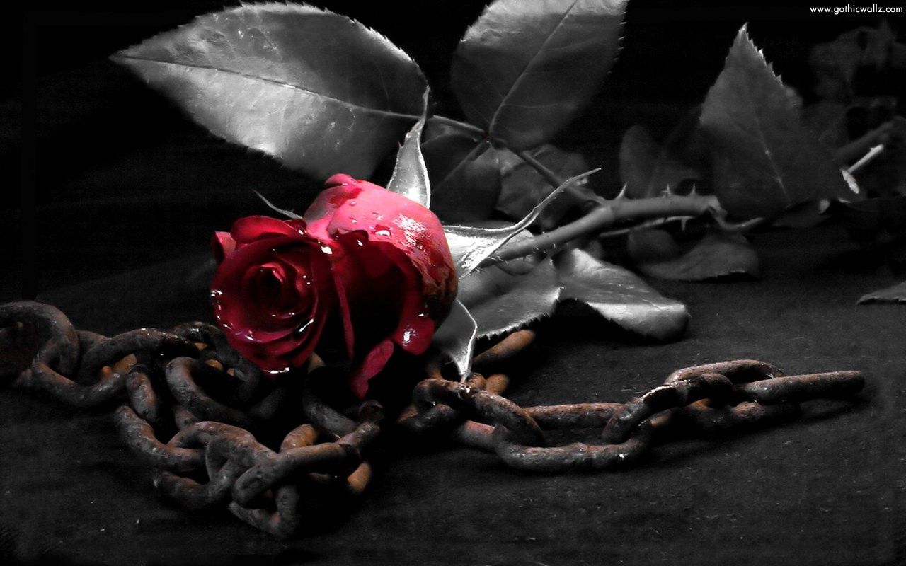 78+] Fondo de pantalla de Black Rose