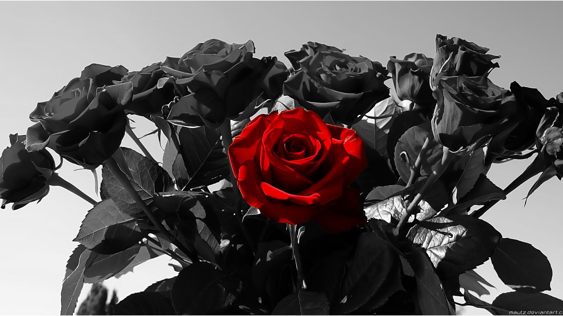 Fondo de pantalla de rosa negra 1920x1080