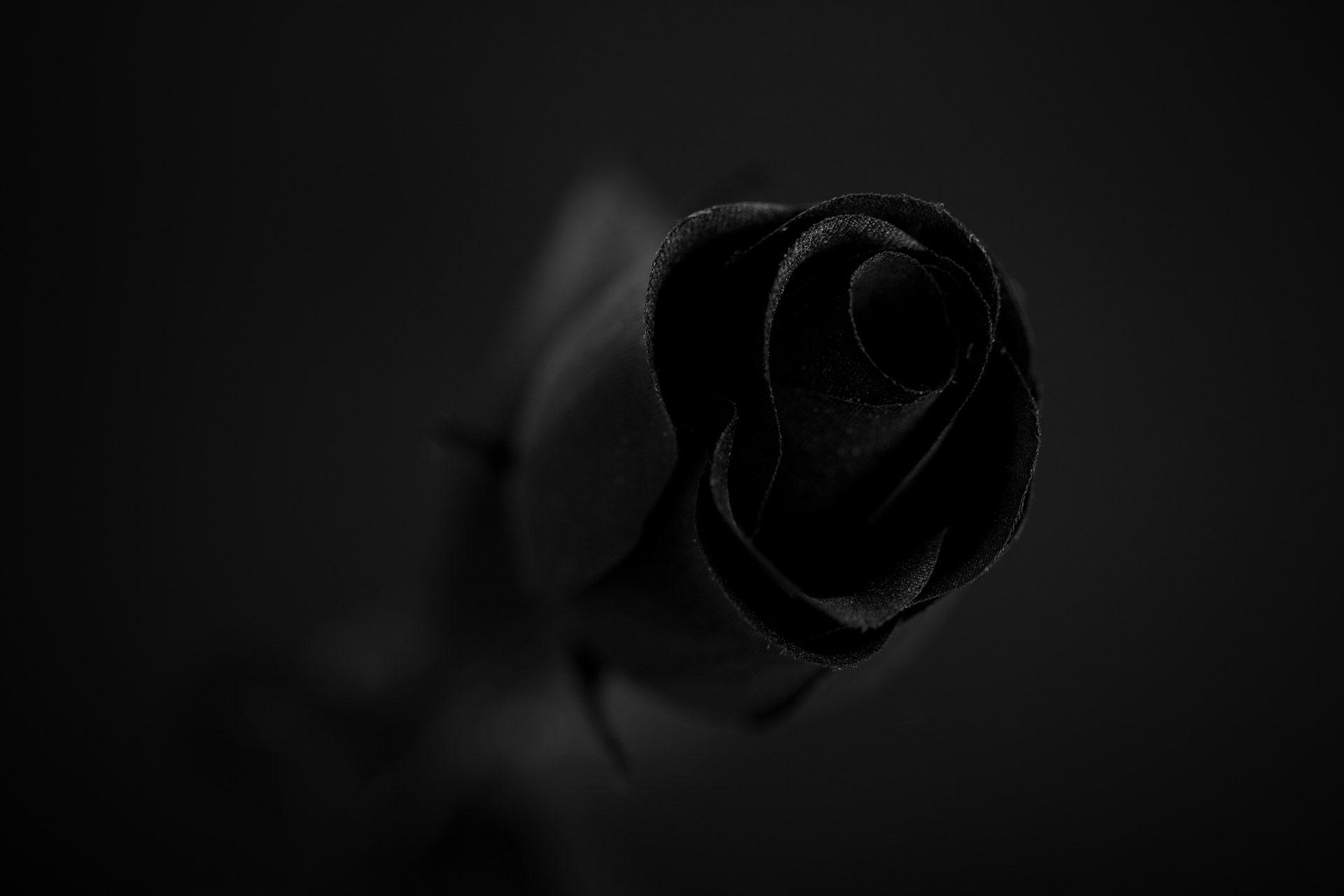 Black Rose Wallpapers - Wallpaper Cueva