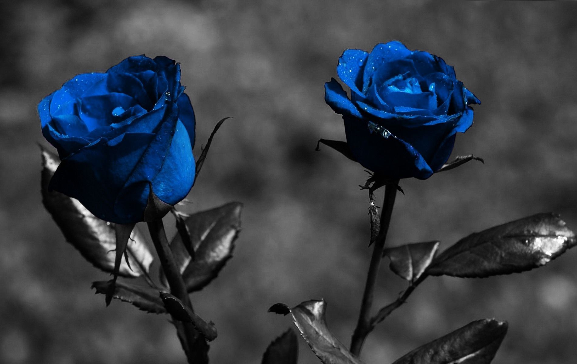 Fondos de pantalla de Black Rose gratis 1080p en el paisaje »Monodomo