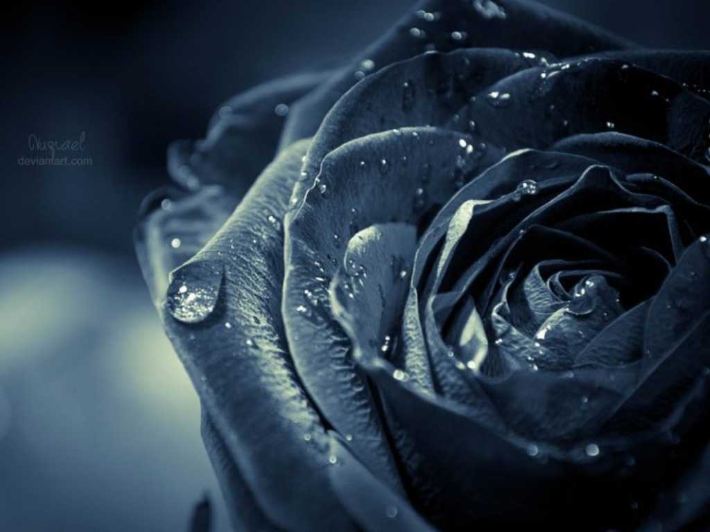 65+ Black Roses Wallpapers - Descarga