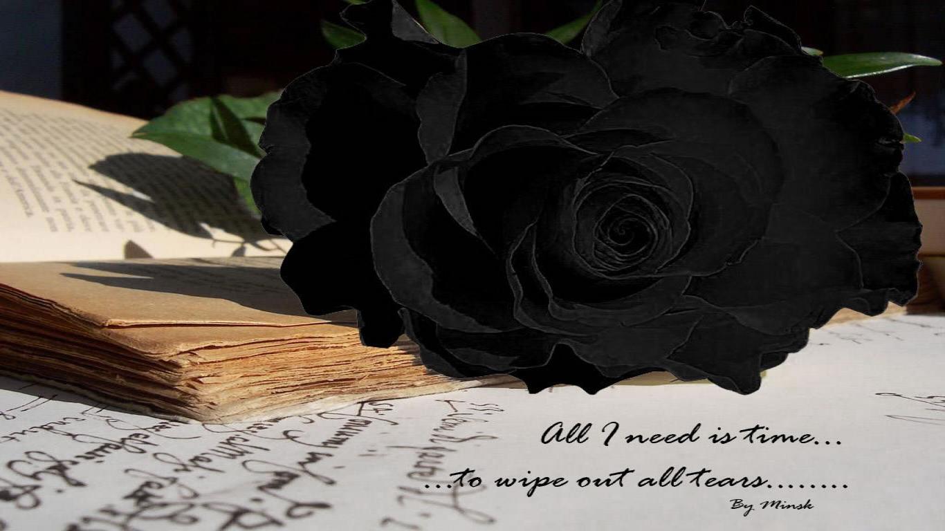 Black Rose Fondos de pantalla | HD Wallpapers Pulse