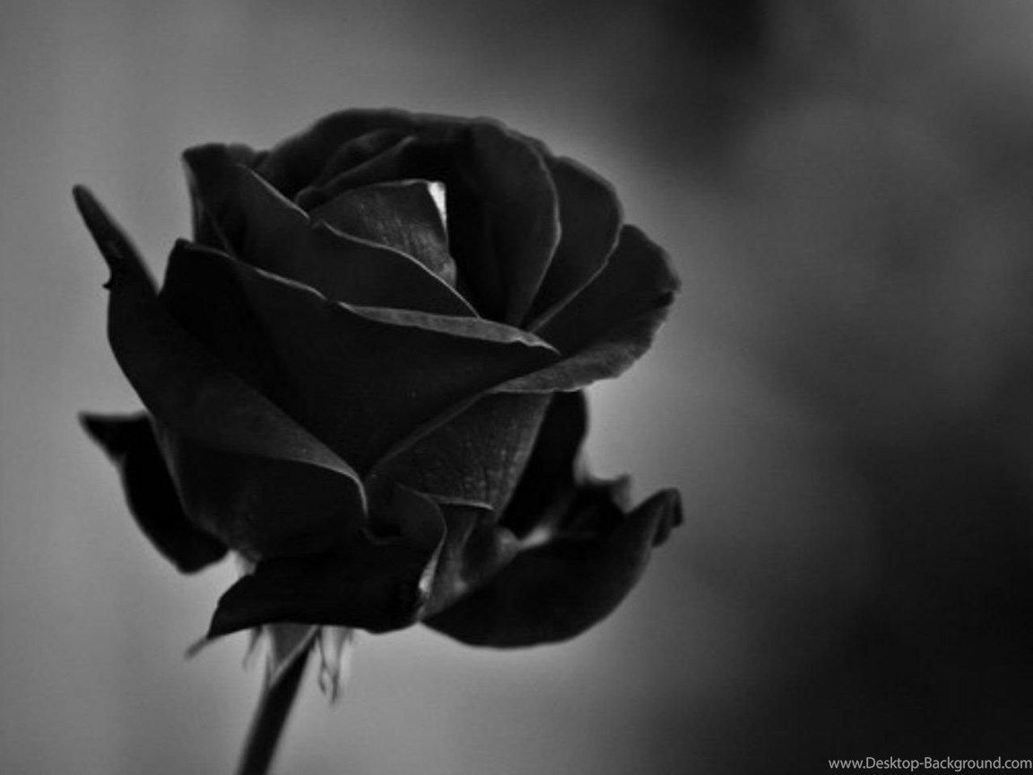 Fondos de escritorio simples rosas rojas y negras fondos de escritorio este mes