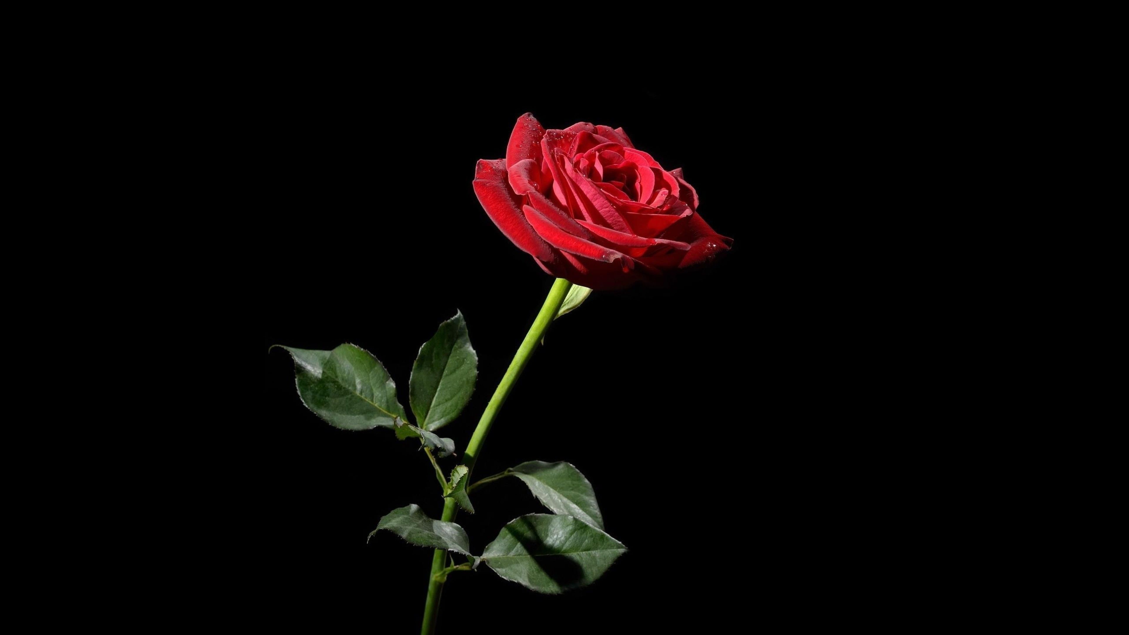 Black Rose Wallpapers (63+ imágenes de fondo)