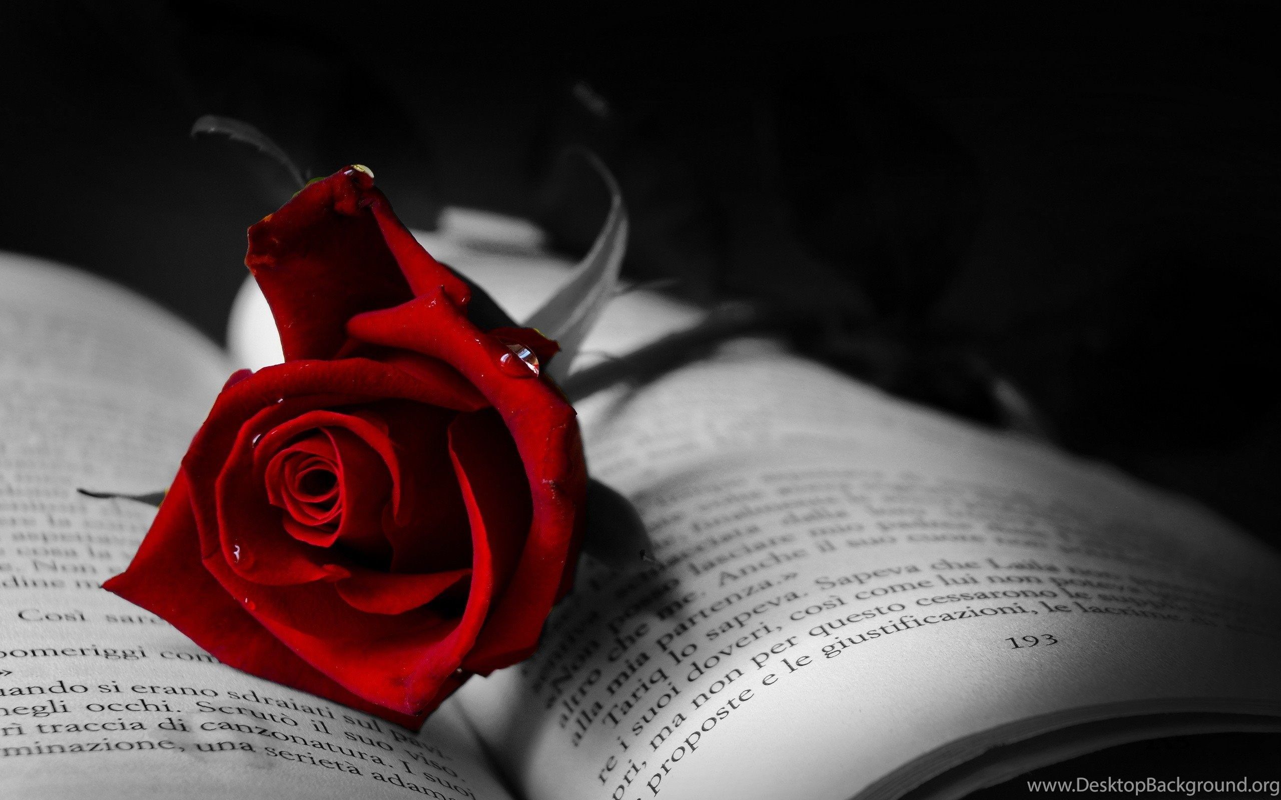 Black Rose Wallpaper Images - (64+) Group Wallpapers
