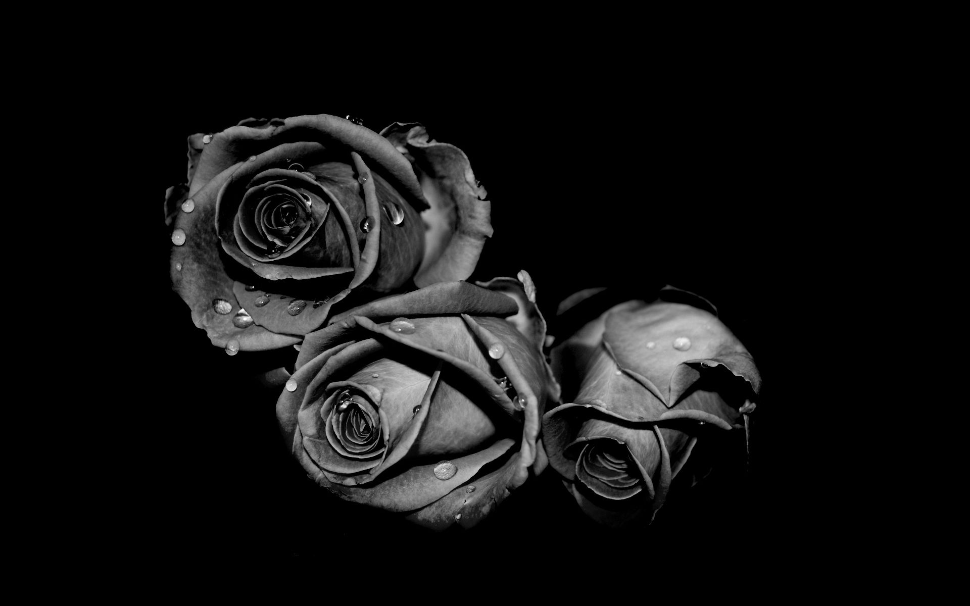 Black Roses Wallpaper - Papel pintado, alta definición, alta calidad