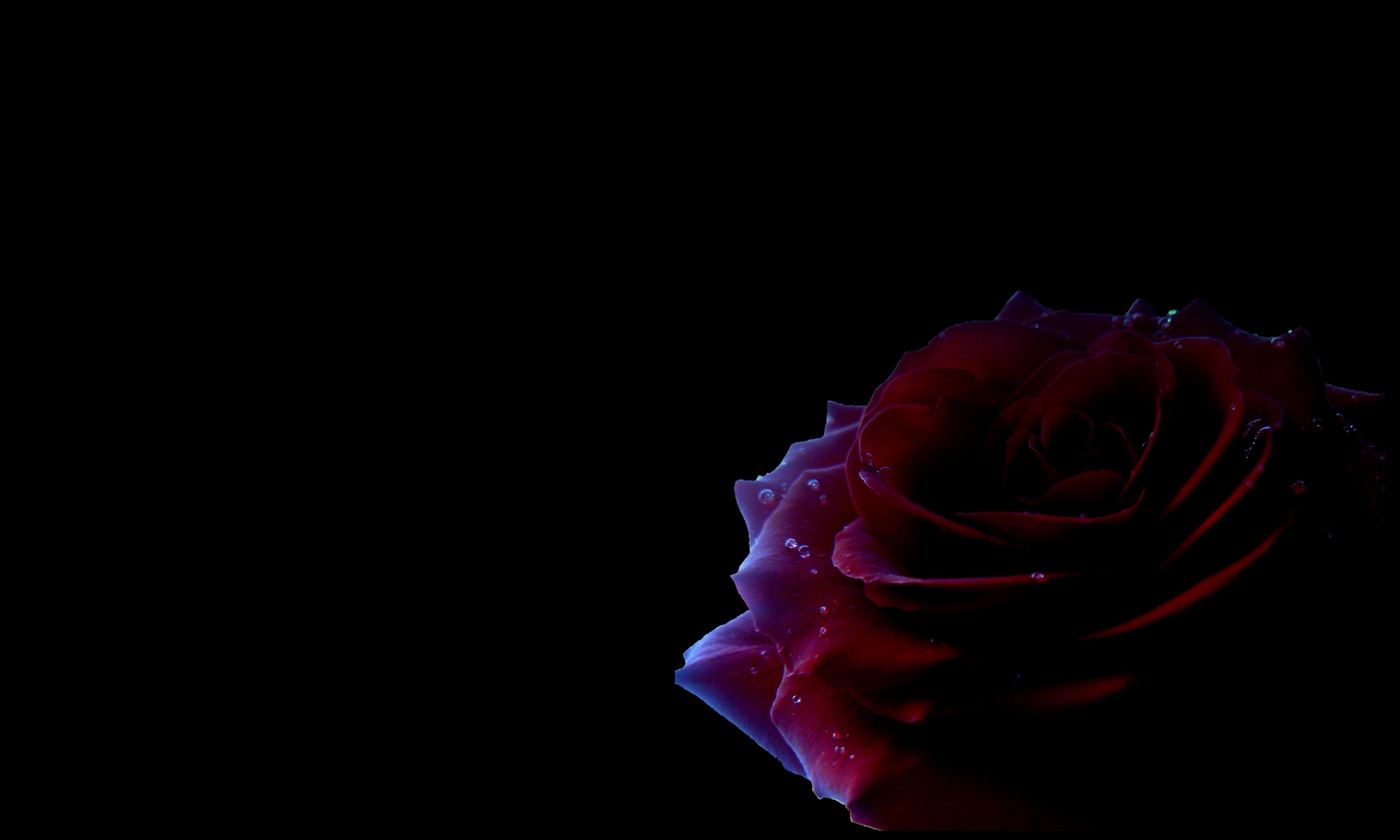 Fondo de pantalla de rosa roja y negra Galería