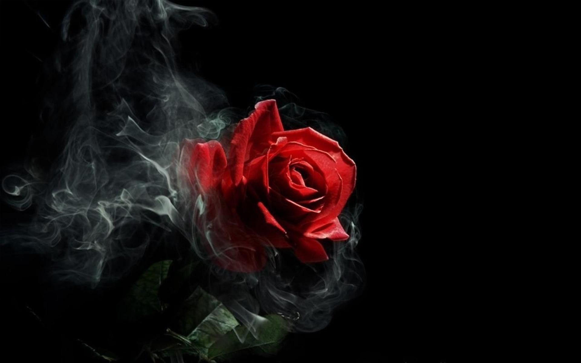 Black Rose Dragon Wallpapers (más de 60 imágenes de fondo)