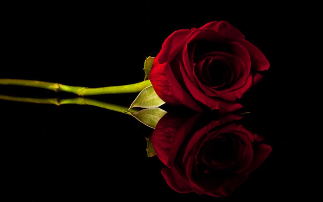 Black Rose Wallpaper Images (64+), Encuentra fondos de pantalla HD gratis